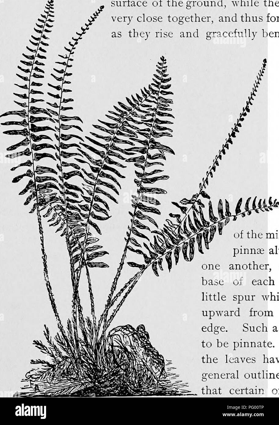 Two prominent fern leaves hi-res stock photography and images - Alamy