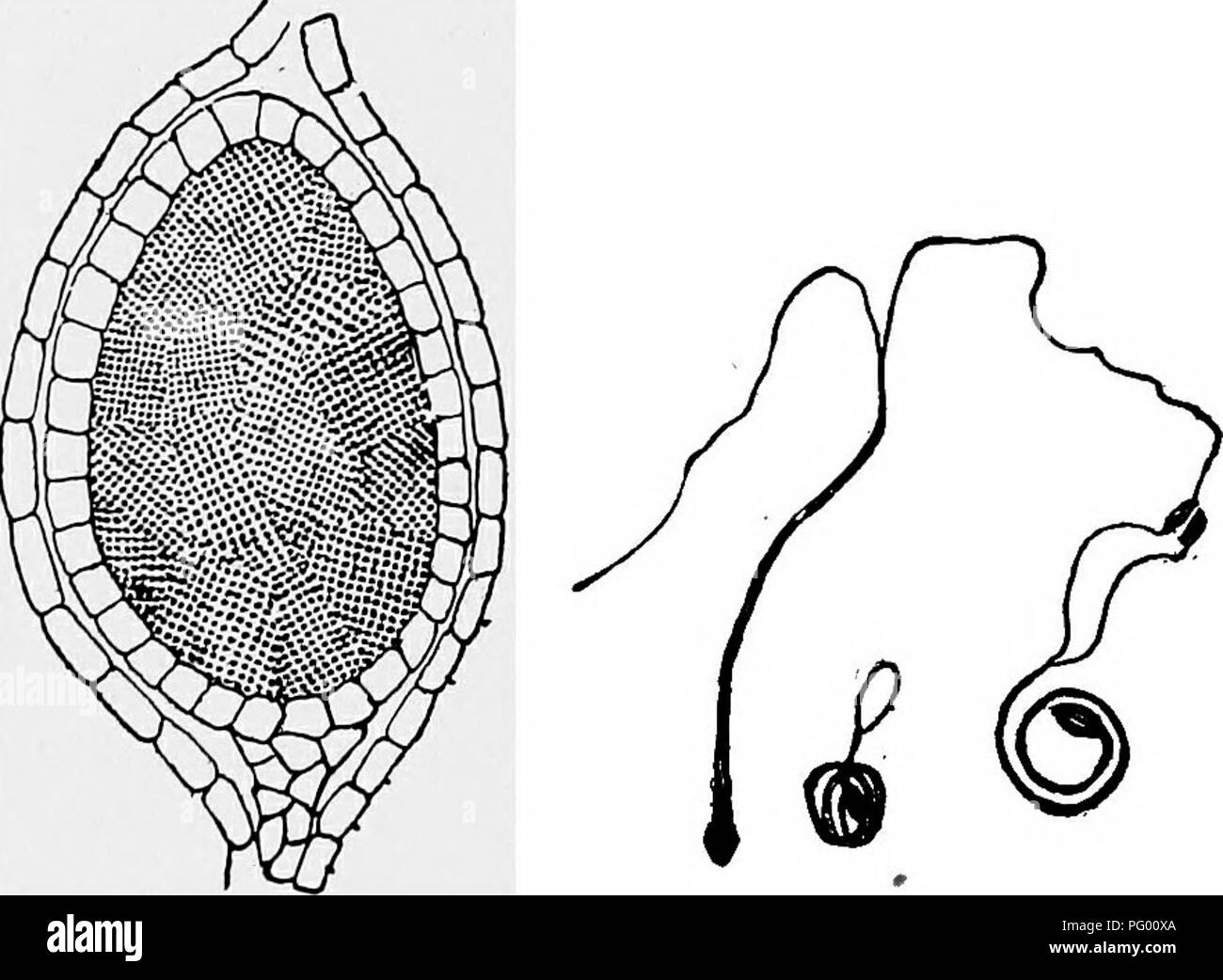 . Lessons in botany. Botany. F,g. i 9. Section of antheridial receptacle from male plant of Marchantia polymorpha, showing cavities where the antheridia are borne. 237. Archegonial plants.—In fig. 122 we see one of the female plants of marchantia. Upon this there are also very curious structures, which remind one of miniature umbrellas.. Fig. 120. Section of antheridium of mar- chantia, showing the groups of sperm mother cells. Fig. 121. Spermatozoids of marchantia, uncoiling and one extended, showing the two cilia. The general plan of the archegonial receptacle is similar to that 01 the anthe Stock Photo