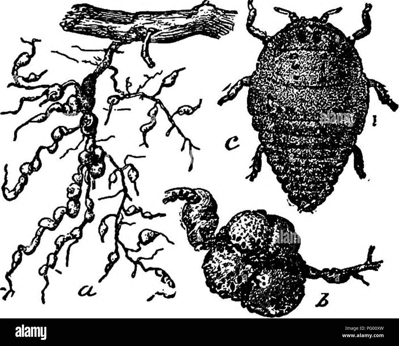 States forming insects hi-res stock photography and images - Alamy