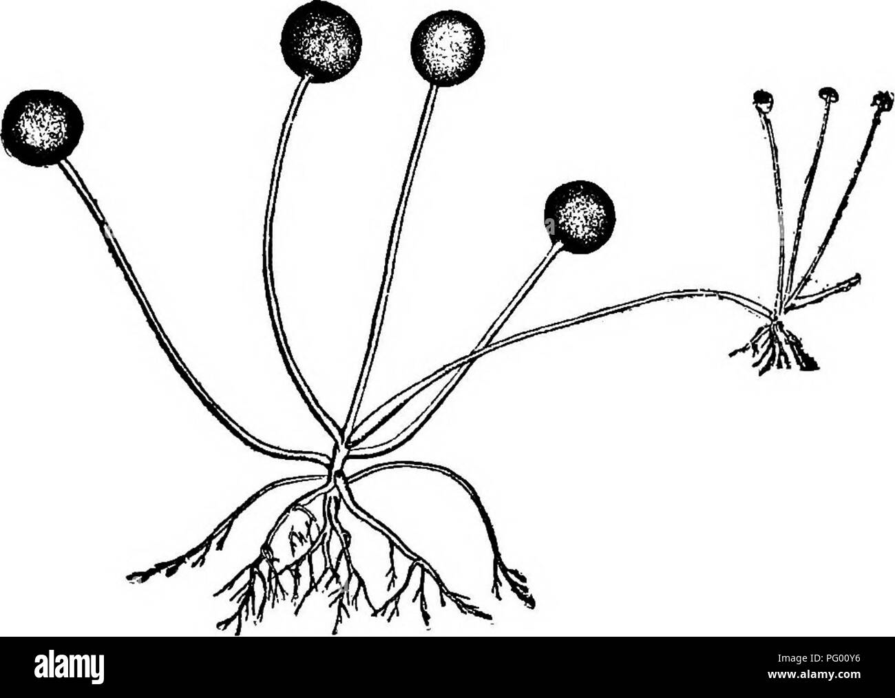 . Lessons in botany. Botany. FUNGI; THE BLACK MOULD. 127. Fig. too. Group of sporangia of a mucor (Rhizopus nigricans) showing rhizoids and the stolon extending from an older group. These are small rounded or oval bodies. The wall of the sporangium becomes dissolved, except a small collar around the stalk which remains attached be- low the columella (fig. 101). By this means the gonidia are freed. These gonidia germinate and produce the mycelium again'.. Please note that these images are extracted from scanned page images that may have been digitally enhanced for readability - coloration and a Stock Photo