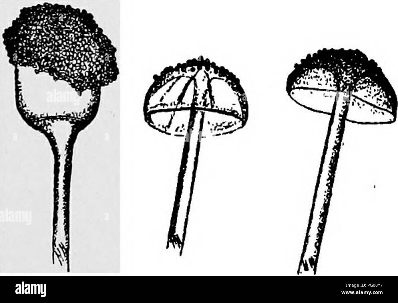 . Lessons in botany. Botany. Fig. 101. A mucor (Rhizopus nigricans); at left nearly mature sporangium with columella show- ing within ; in the middle is ruptured sporangium with some of the gonidia clinging to the columella ; at right two ruptured sporangia with everted columella.. Please note that these images are extracted from scanned page images that may have been digitally enhanced for readability - coloration and appearance of these illustrations may not perfectly resemble the original work.. Atkinson, George Francis, 1854-1918. New York, H. Holt and company Stock Photo