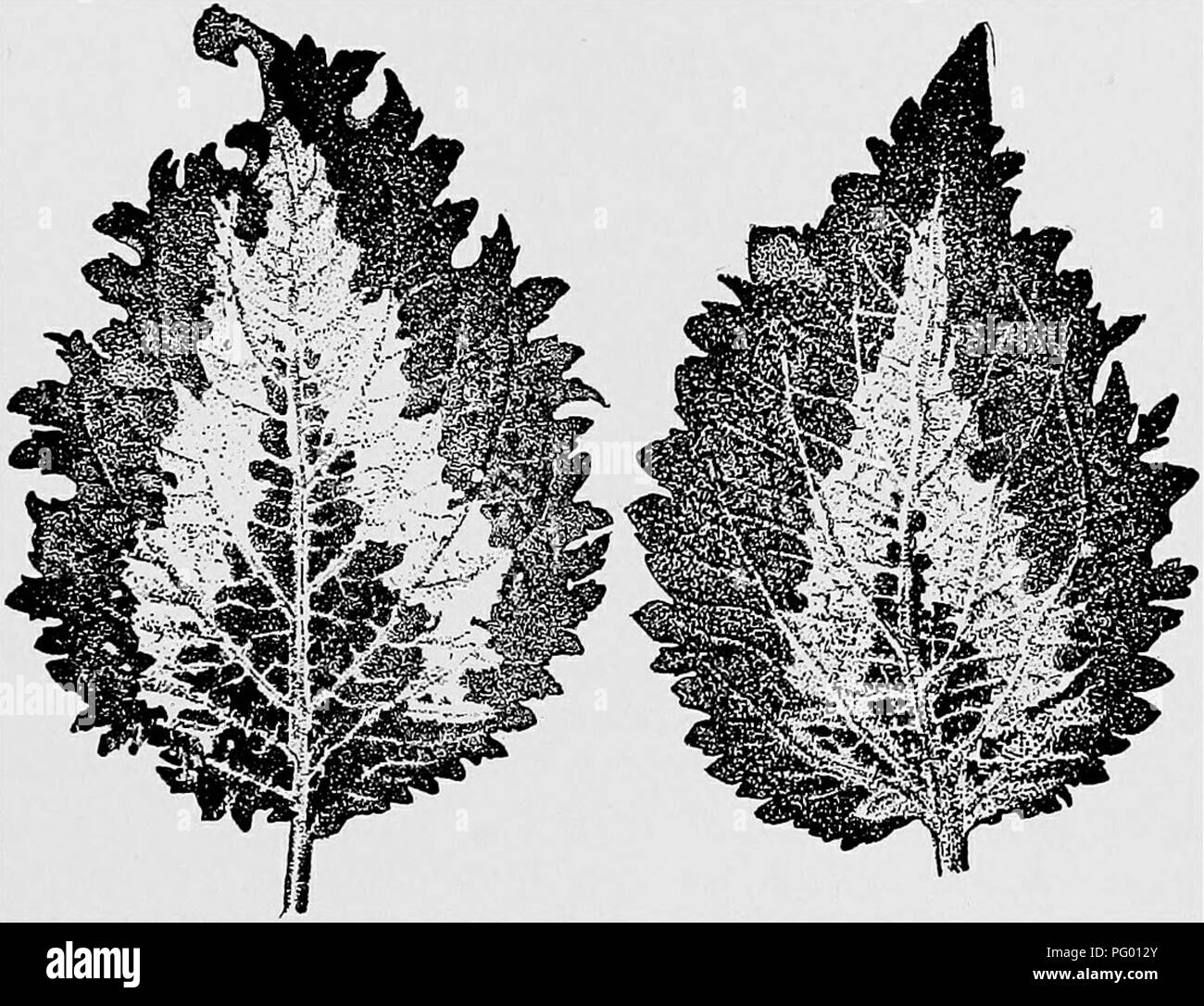 . Lessons in botany. Botany. HOW PLANTS GET THEIR CARBON FOOD. 75 of the leaf, while the white part of the leaf is still uncolored. This is well shown in fig. 59, which is from a photograph of another coleus leaf treated with the iodine solution. 138. Green parts of plants form starch when exposed to light.—Thus we find that in the case of all the green plants we. Fig. 58. Leaf of coleus showing green and white areas, before treatment with iodine. Fig. 59. Similar leaf treated with iodine, the starch re- action only showing where the leaf was green. have examined, starch is present in the gree Stock Photo