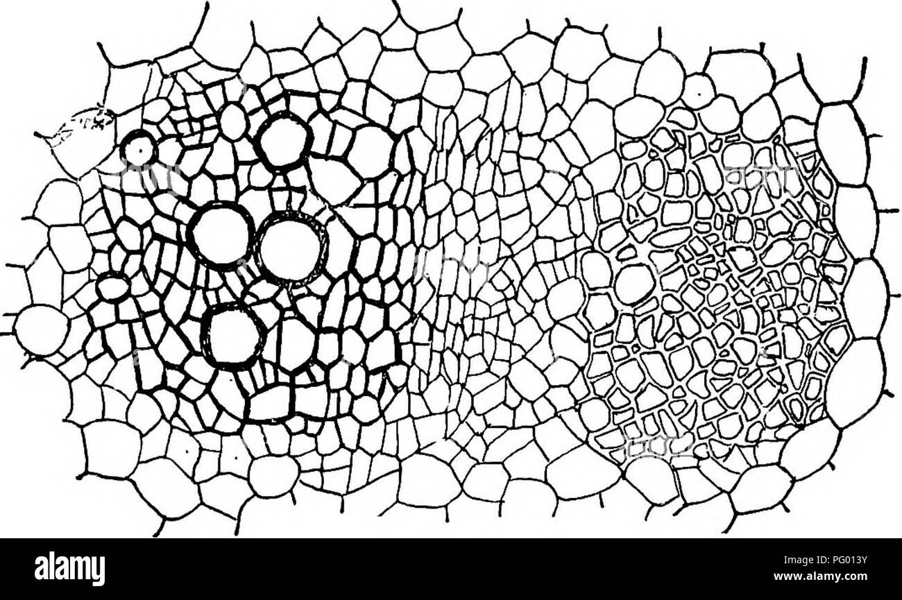 Oval With Pointed Ends