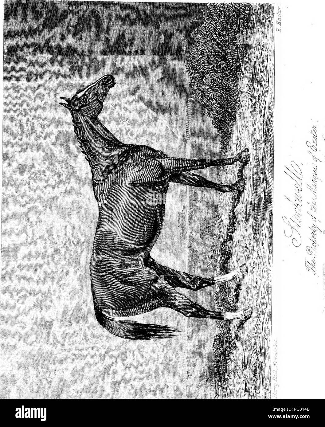 . Horse breeding recollections. Horses. . Please note that these images are extracted from scanned page images that may have been digitally enhanced for readability - coloration and appearance of these illustrations may not perfectly resemble the original work.. Lehndorff, Georg Hermann Albrecht, graf von, 1833-. London, H. Cox Stock Photo