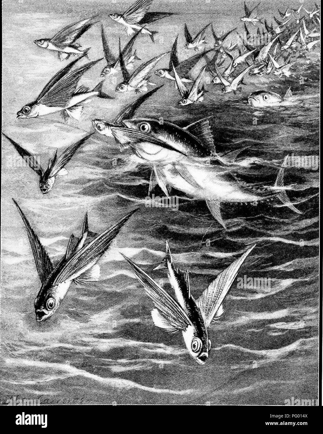This work highlights marine life, focusing on species like flying fish ...