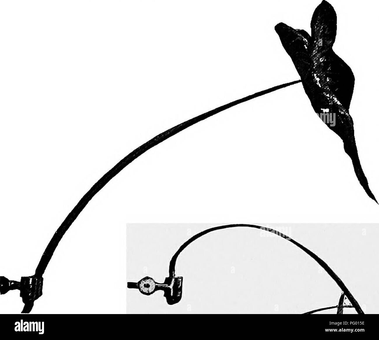 Lessons In Botany Botany 48 Botany Exercise 22 87 Transverse Tissue Tension To Show This Take A Willow Shoot 3 5 Rc In Diameter And Saw Off Sections About 2cm Long Cut Through The