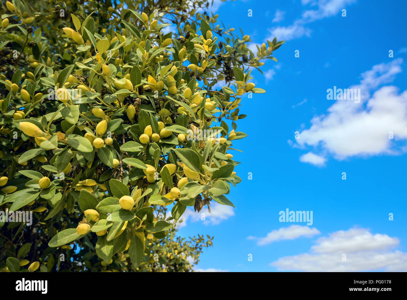 Close-up of olive tree against blue sky background Stock Photo