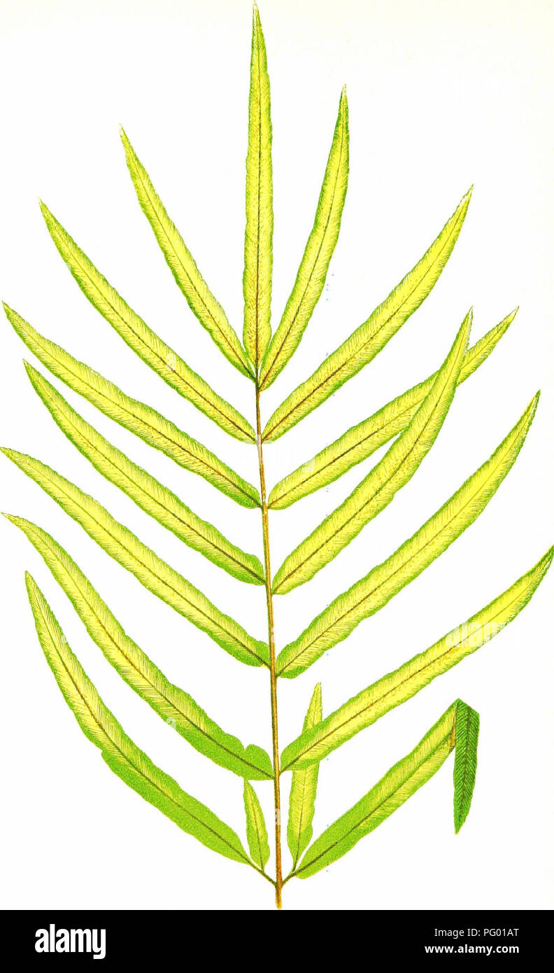 . A natural history of new and rare ferns : containing species and varieties, none of which are included in any of the eight volumes of &quot;Ferns, British and exotic&quot;, amongst which are the new hymenophyllums and Trichomanes . Ferns. CYMNOCRAMMA T R1F 0 LI AT l,-A P E X OF FROND, XXXI. Please note that these images are extracted from scanned page images that may have been digitally enhanced for readability - coloration and appearance of these illustrations may not perfectly resemble the original work.. Lowe, E. J. (Edward Joseph), 1825-1900; Lowe, E. J. (Edward Joseph), 1825-1900. New  Stock Photo