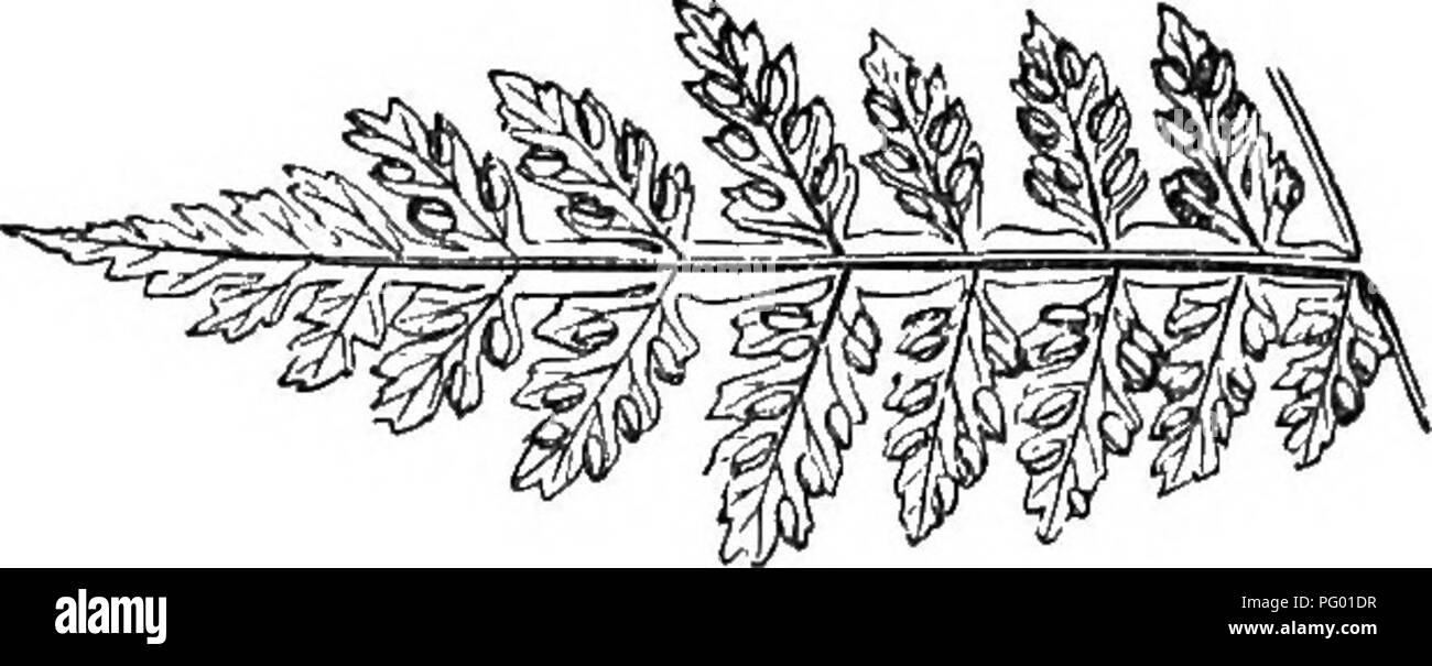 . A natural history of new and rare ferns : containing species and varieties, none of which are included in any of the eight volumes of &quot;Ferns, British and exotic&quot;, amongst which are the new hymenophyllums and Trichomanes . Ferns. Portion of fertile Frond, under side. MARATTIA KAULFUSSII. KUNZE. PLATE XVII. Marattia Icevis, Katti,fit38. Martens and Galleotti. Link. (iVbi! of Smith.) &quot; Weinmannicrfolia, Lbibmann. Eupodium Kaulfiissii, J. Smith. Hookbe. Marattia—Named in honour of J. F. Maratti, a Tuscan botanist. Kaulfussii—^ISTamed after the celebrated oryptogamist, Kaulfuss. In Stock Photo