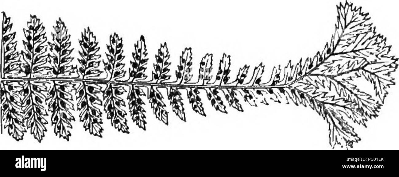 . A natural history of new and rare ferns : containing species and varieties, none of which are included in any of the eight volumes of &quot;Ferns, British and exotic&quot;, amongst which are the new hymenophyllums and Trichomanes . Ferns. Fertile pinna, under side. ASPLENIUM FILIX-FCEMINA, Vak. Corymbiferum. PLATE XV. Asplenium—Spleenwort. Mlix-fcemina—Female Fern. Corymbiferum—From corymhus—a corymb, and fero—to bear. In the Section Athyeium of Authors. This most charming multifid variety of the &quot;Lady Fern&quot; was found in Guernsey, one of the Channel Islands, several years ago, by M Stock Photo