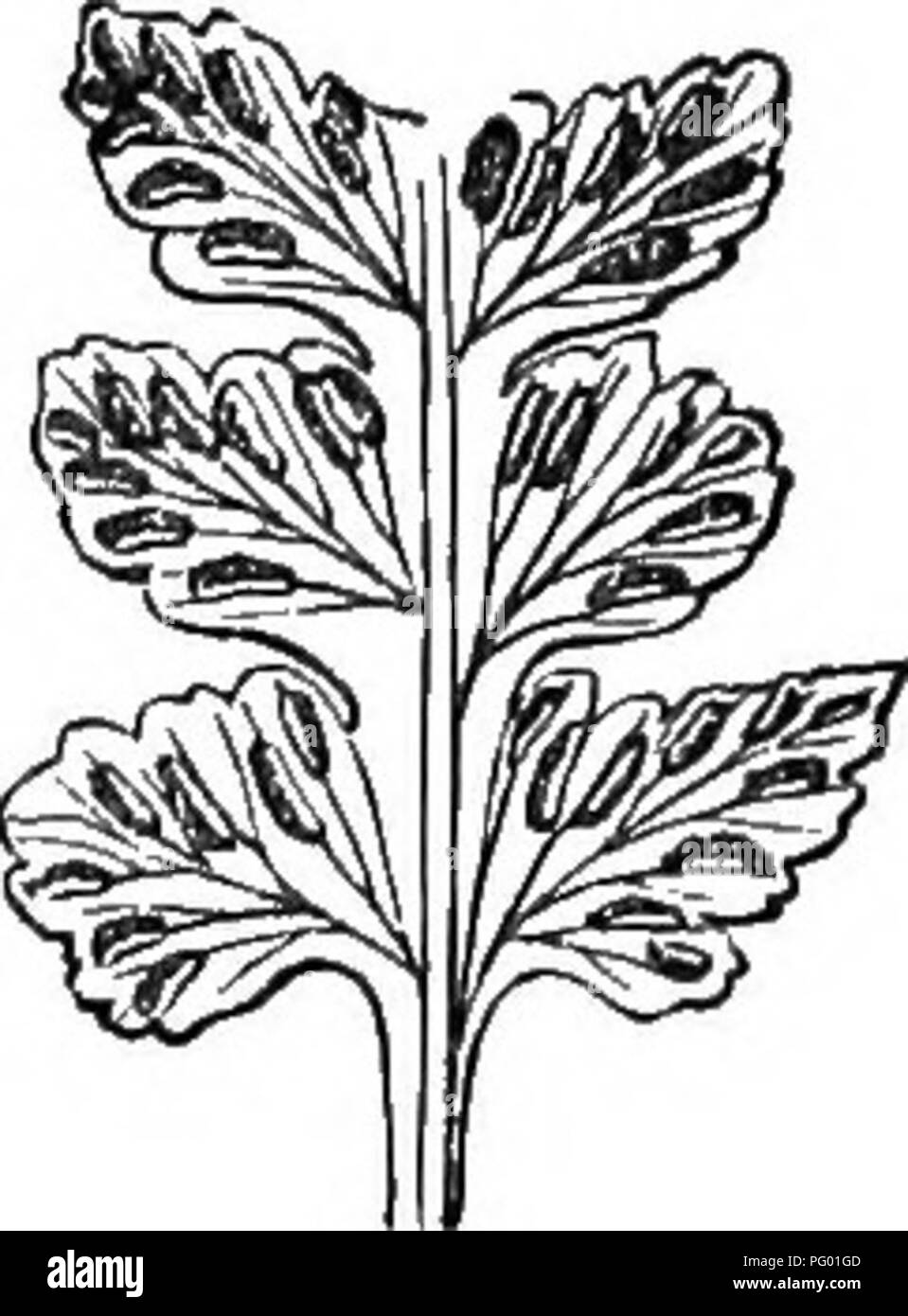 . A natural history of new and rare ferns : containing species and varieties, none of which are included in any of the eight volumes of &quot;Ferns, British and exotic&quot;, amongst which are the new hymenophyllums and Trichomanes . Ferns. rortion of fertile Frond, under side. ASPLENIUM PINNATIFIDUM. NuTTALL. Hooker. A. Gray. Mettenius. Sprengel. Presl. Fee. Kunze. PLATE IV. B. Asplenium rhizophyllum, var. pinnatifidum, Barton. Asplenium—Spleenwort. Pinnatifidum—Pinnatifid. In the Section Euasplenium of Authoks. A GREENHOUSE species. Native of the United States of America, Philadelphia, AUegh Stock Photo