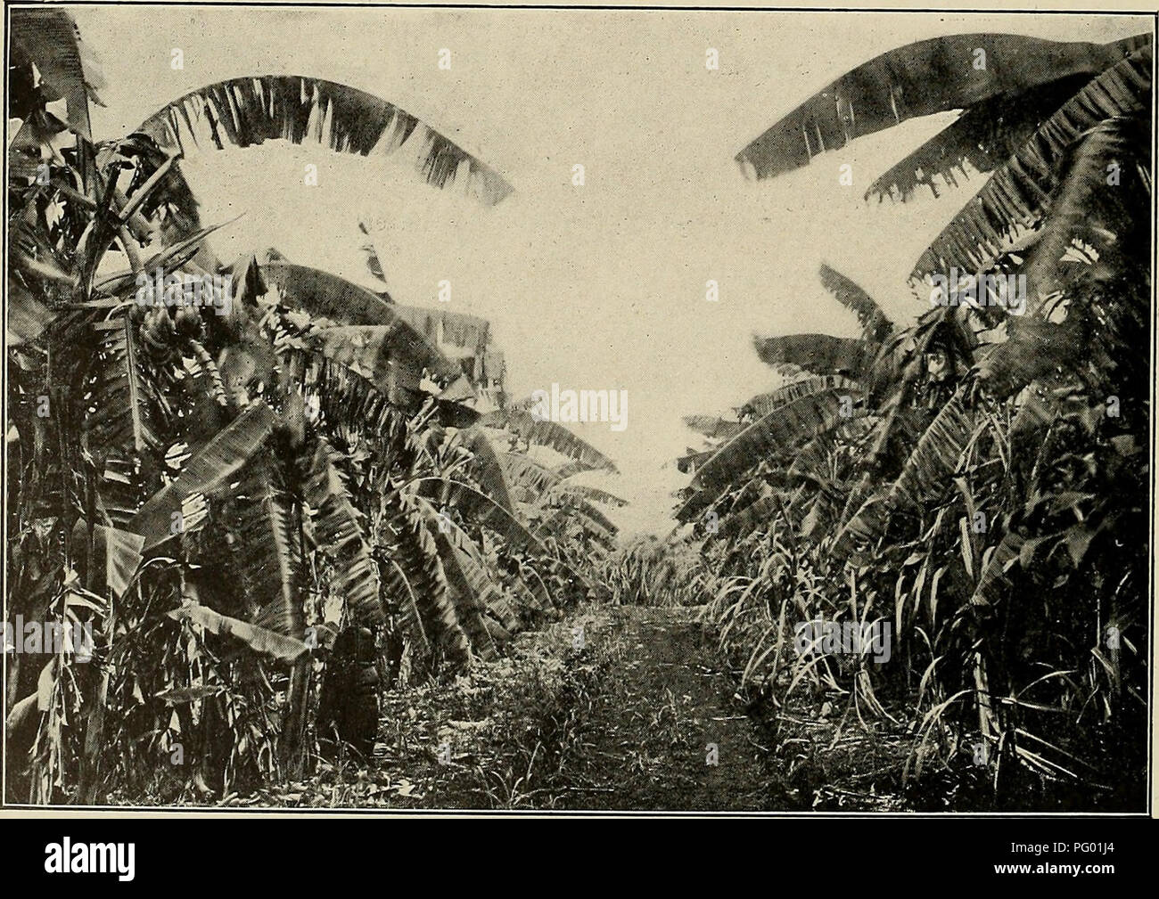 . The Cuba review. 20 THE CUBA REVIEW. BANANA CULTURE IN CUBA. Soil Requirements—Liberal Water Supply Essential—Preparing the Land—Planting and Pruning Directions—The Best Varieties for Home and Export. —Poor Carrjdng Quality of Cuban Grown Bananas. BY C. F. AUSTIN, • Chief of Department of Horticulture, of the Bstacion Central Agronomica, Cuba. The banana (musa sapientum Linn., chiefly) is one of our very valuable tropical plants, being cultivated for its fruit, its fiber, and for ornamental uses. The fruiting species seldom produce seed, and are propagated by suckers which grow from the base Stock Photo