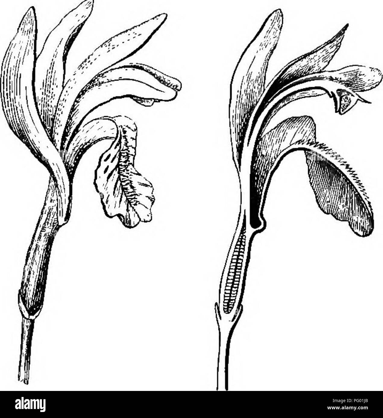 . Botany for young people : Part II. How plants behave ; how they move, climb, employ insects to work for them, &amp; c. Botany. 2G now I'LANTS EMPLOY INSECTS TO WOKK FOK TIIEJI,. Fig 13 Flower of Arethusa, entire, iengtliwise. Fig. 14. A sectioa hanging shelf, which is stigma, and so sticky that any pollen it may chance to have brought would be left adhering there. As the head slips by, it must next hit the front edge or visor of the hel- met-shaped anther, raise it on its hinge, and so allow one or more of the four loose pellets of pollen to drop out, or be brushed out by the insect's head,  Stock Photo