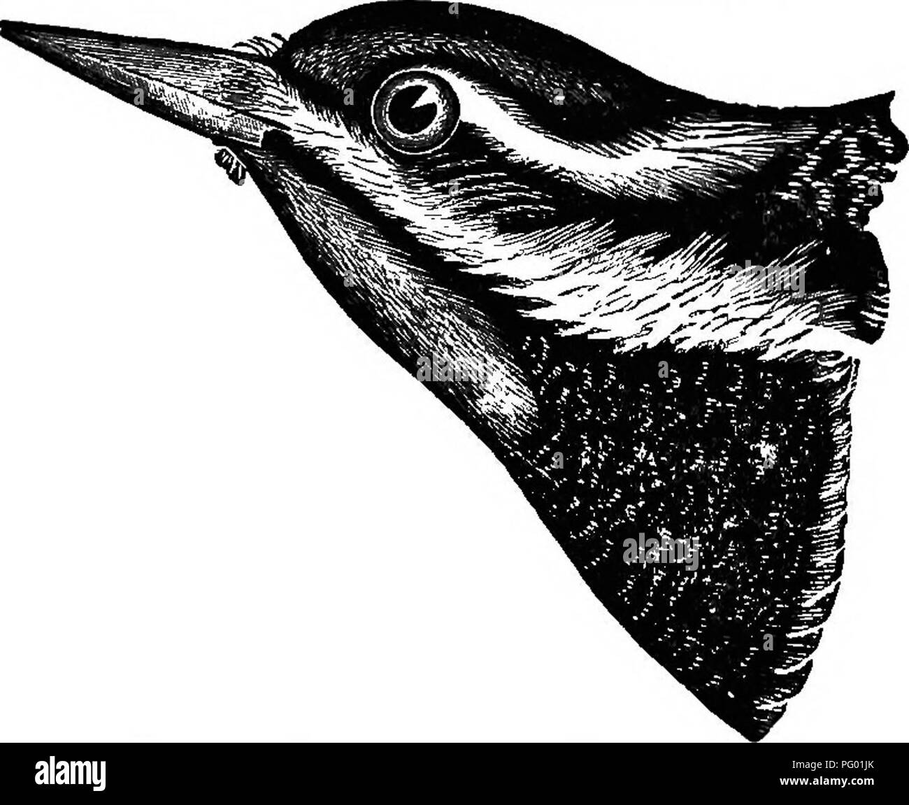 This manual covers the ornithology of New England, focusing on woodpeckers, particularly the Yellow-bellied Woodpecker. It describes their behavior, habitat, and the impact they have on trees, particularly in orchards. Woodpeckers are largely stationary, moving between areas with active wood circulation. The text provides detailed accounts of various species in the region. Stock Photo