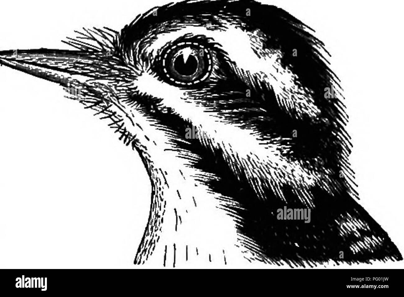 . New England bird life; being a manual of New England ornithology: rev.and ed. from the manuscript of Winfrid A. Stearns . Birds. PICUS PUBESCENS : DOWNY WOODPECKER. 73 The holes do not injure the tree, and the active carpin- tero is one of the best friends of the fruit-grower, by de- stroying the insidious creatures which lurk beneath the bark and work destruction of his hopes in the end, unless their mischief is stayed by the friendly bird. Few of our feathered friends, indeed, are more directly bene- ficial to the husbandman than Woodpeckers, whose nat- ural food is the eggs and larvse of  Stock Photo