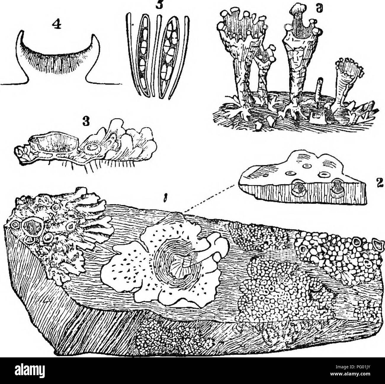 . The principles of botany, as exemplified in the Cryptogamia. For the use of schools and colleges. Cryptogams; Plant anatomy; 1853. 62 COMPOUND ORGANS OF PLANTS. their surface in the form of dark nuclei or spots; and on the left-hand margin we have a foliaceous lichen, Parmelia con- Fig. 27.. spersa, with its fructification in shields or cups, the cortical matter of the thallus forming a rim or border round the nucleus; 3 is a piece of the thallus of Parmelia oonspersa with a section through the apothecium; 4 is a magnified section of an apotheoium, showing the young asci or sacs which contai Stock Photo