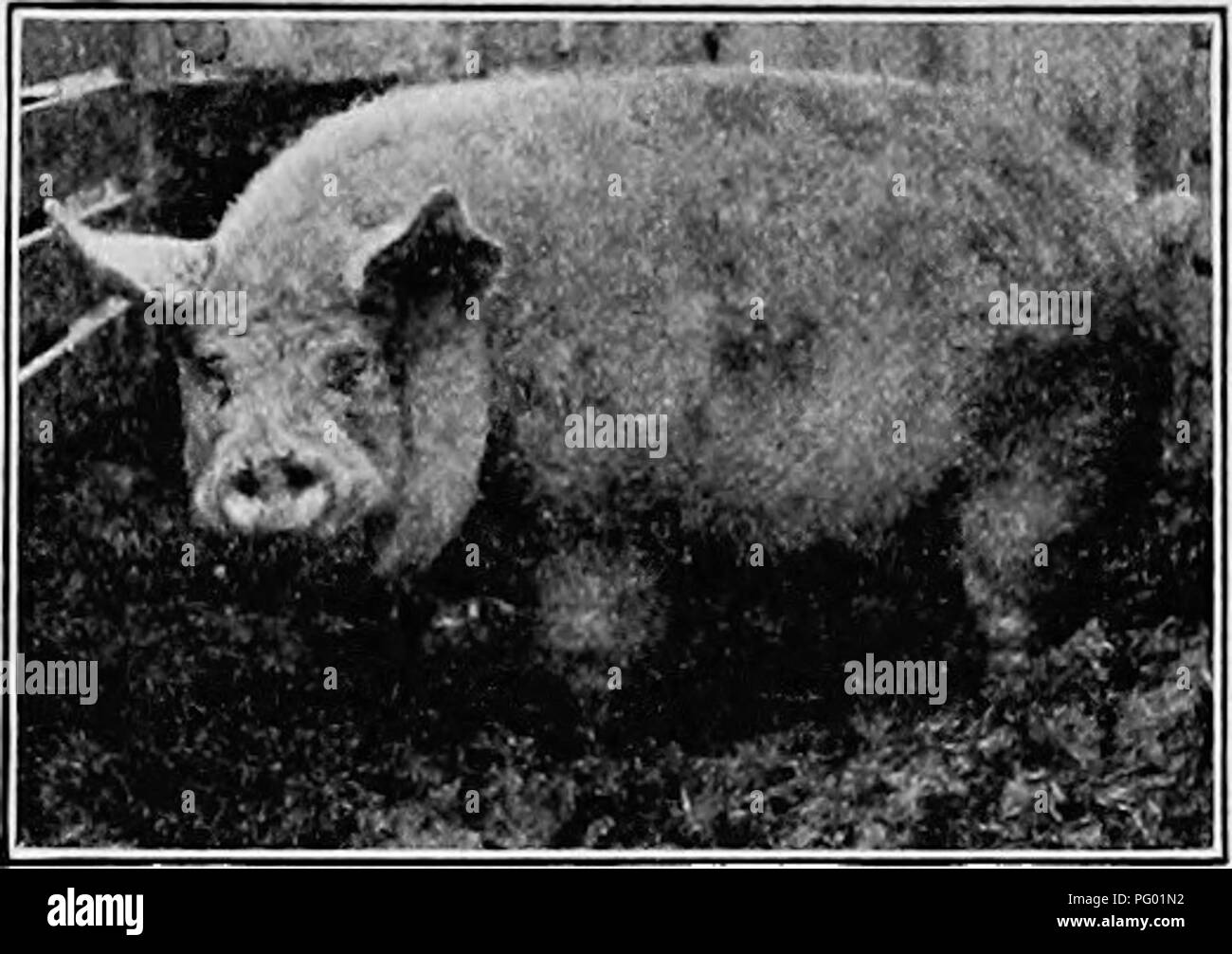 This guide provides practical advice on selecting, breeding, and raising farm animals, focusing on animals such as horses, cattle, sheep, and swine. It covers breeding practices, animal care, and farm animal management techniques. Stock Photo