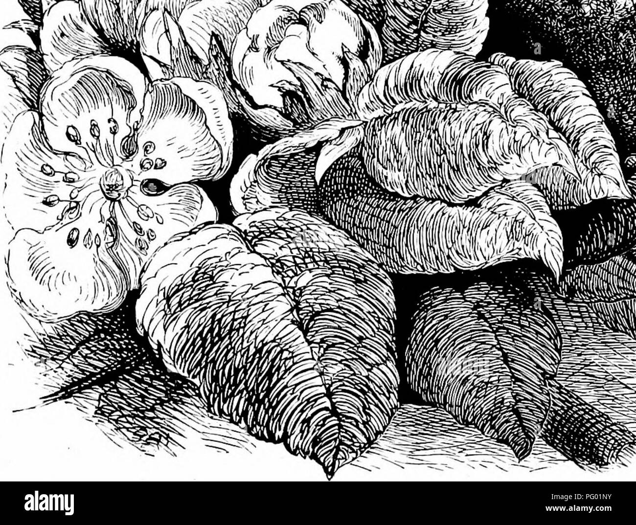 This book provides detailed descriptions of various bird species and ...
