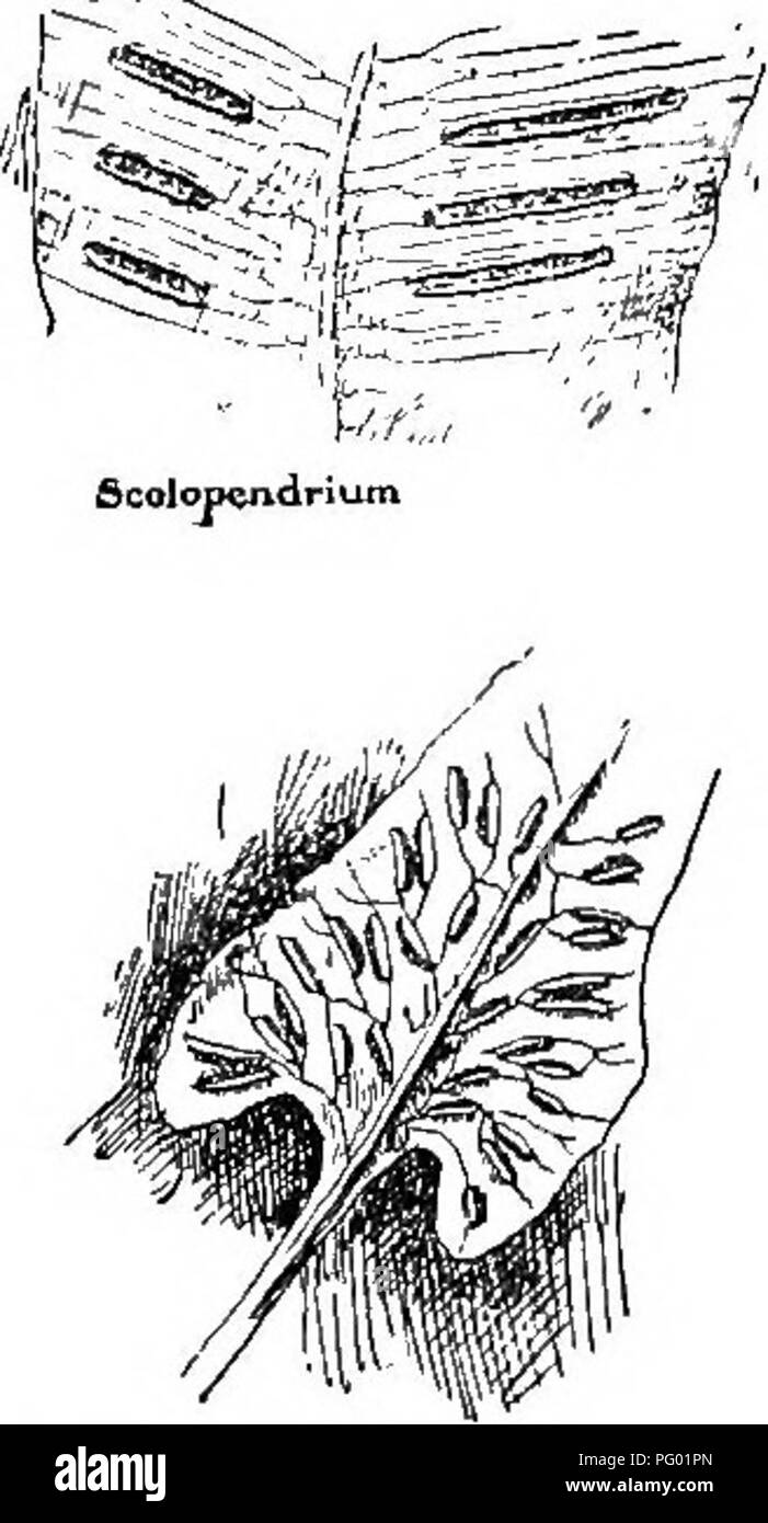 . Our ferns in their haunts; a guide to all the native species. Ferns. Qat^' Dickfiorua t t Indusium cup-shaped, fixed be- neath the sorus ; sori minute on a tooth of the ultimate pinnules ; fronds very finely cut. Boulder fern. . Dicksonia. 229. Campti. Please note that these images are extracted from scanned page images that may have been digitally enhanced for readability - coloration and appearance of these illustrations may not perfectly resemble the original work.. Clute, Willard Nelson, b. 1869. New York, F. A. Stokes Co Stock Photo