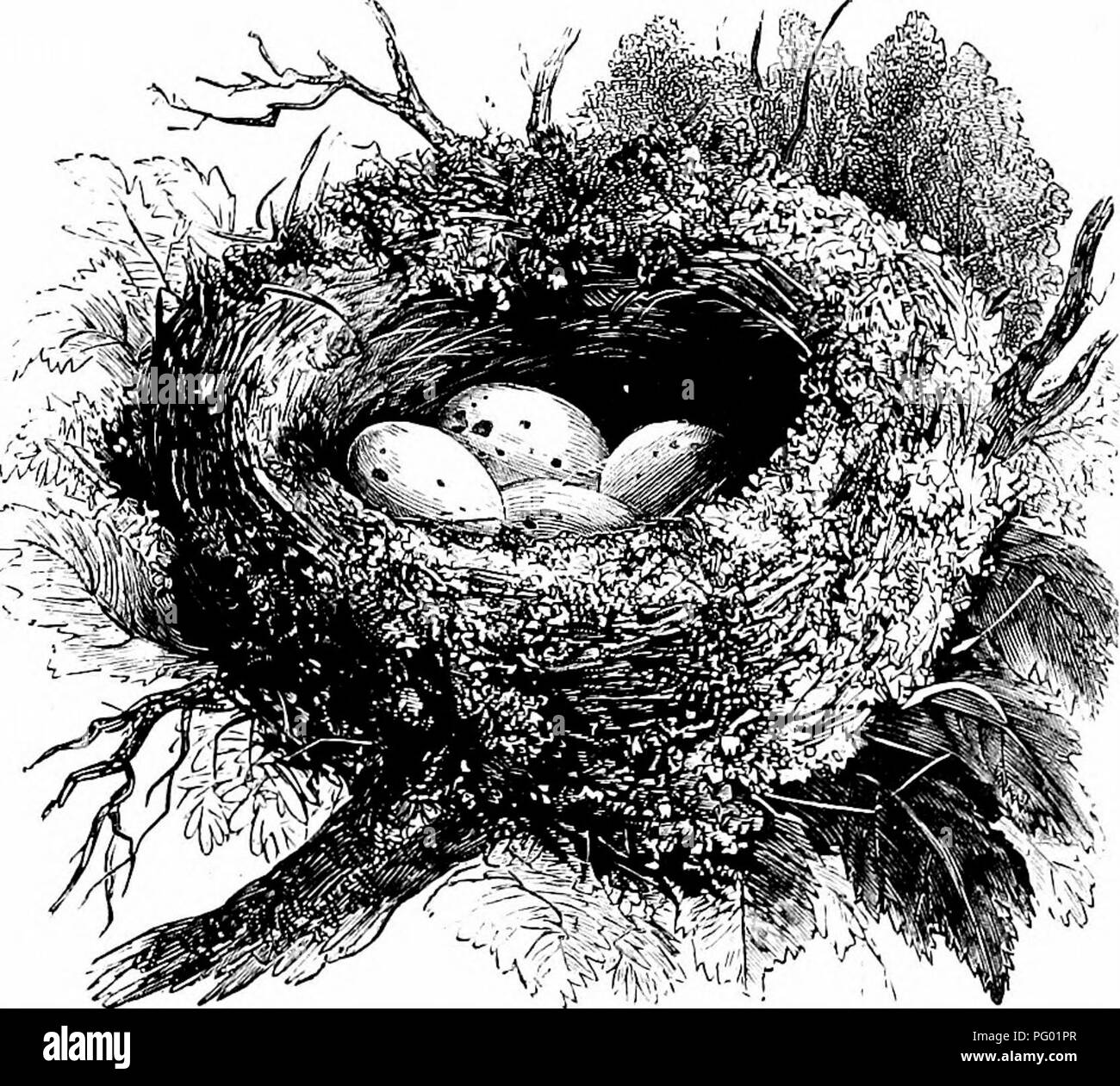 Birds And Their Nests Birds Birds Birds And Their Nests By Mary Howitt With Twenty Three Ftdl Page Illustrations By Harrison Weti New York George Routledge And Sons 416 Broome Street London