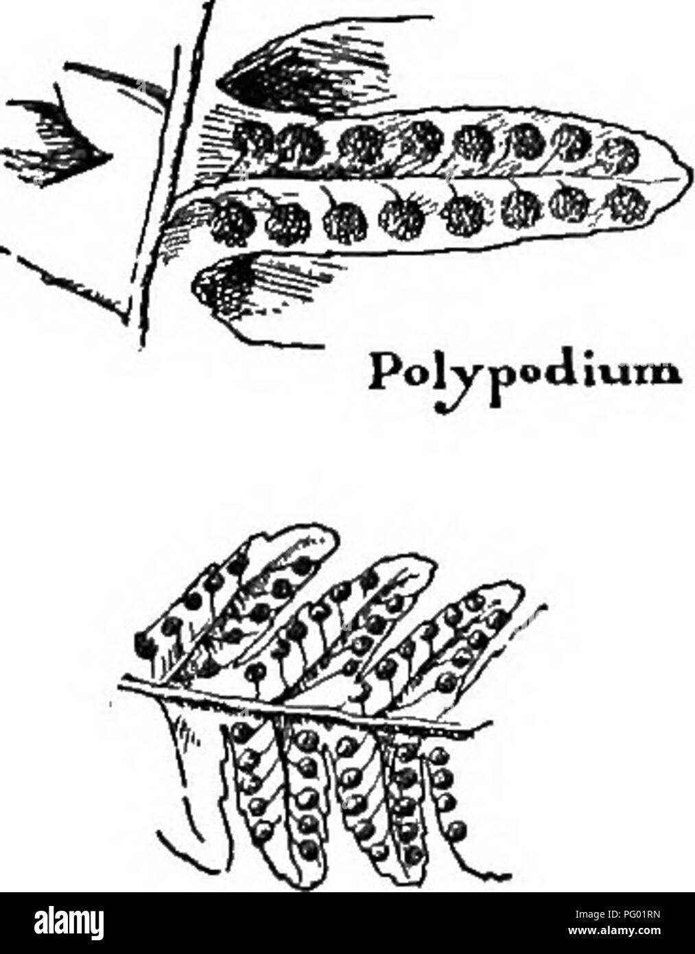 Sporangia polypodium Black and White Stock Photos & Images - Alamy