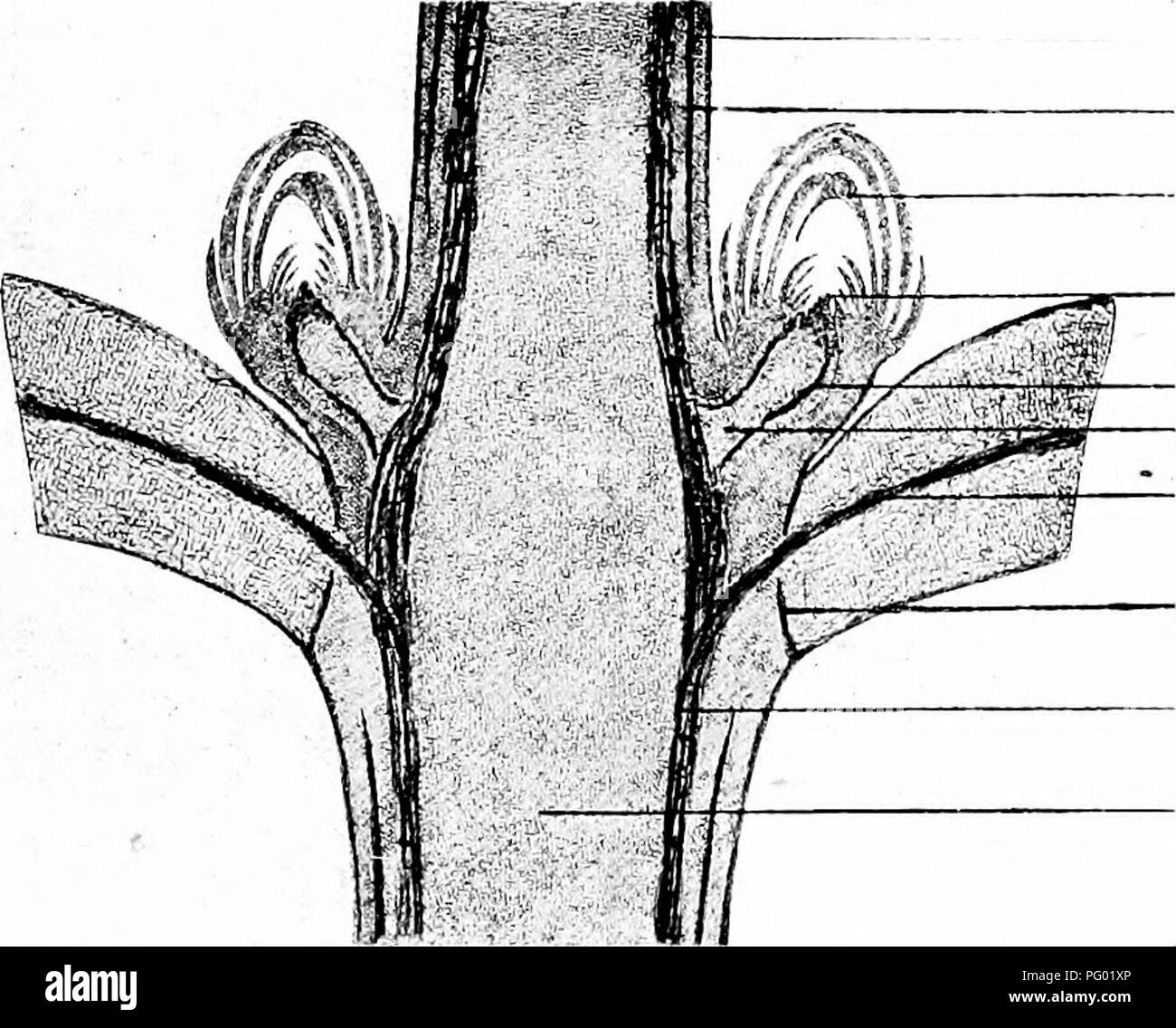 . Photomicrographs of botanical studies. Photomicrography. Bud scales. ^-—Developing leaves. *y y ^ complete leaf in section. 77.—L.S Stem and Leaf-buds of Acer Pseudo-platanus, Sycamore (Defoliation). Cuticle. Phloem of main branch. Bud scales. Growing point of branch. Vascular system of branch. Central axis of same. i Vascular bundle of old leaf-stal Separating (absciss layer). Wood of main branch. Pith of central axis,. Please note that these images are extracted from scanned page images that may have been digitally enhanced for readability - coloration and appearance of these illustrations Stock Photo