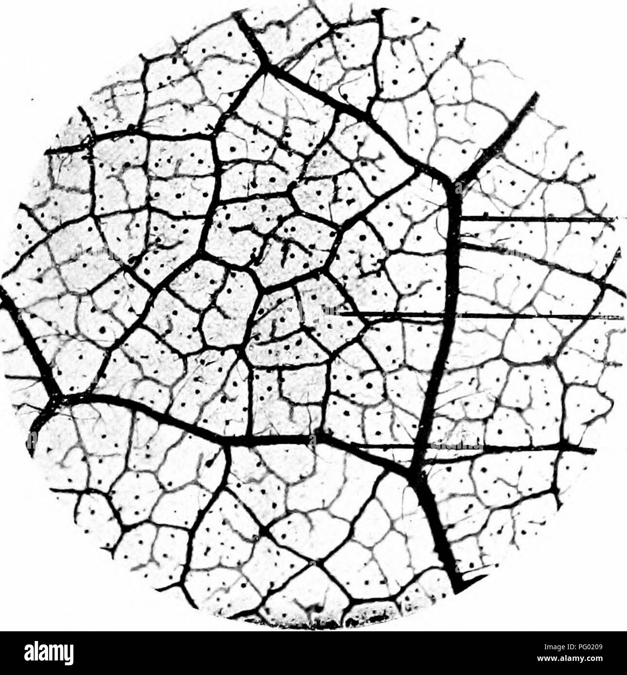 . Photomicrographs of botanical studies. Photomicrography. PJiotoiiiicron;niphs oj Botanical Studies 45 68.âCuticle of Leaf, &quot; Auricaria imbricata,&quot; Monkey-puzzle. ^-HB) t 'y ^(lÂ». .â¢M'''l.6 lU/ )i m.M Cuticularised tissue. Stomata i !*'â t''^&quot; i: # V-J 1 -t#ti #^ Â® Â»; !^&gt;1.MM^IfÂ»:,:'^'^V i 'W$ 69.âVascular System of Leaf of &quot; Potentilla fragariastrum,&quot; Mock-strawberry.. , Midrib of leaf. Lateral ramifications. '^ . Secondary branch.. Please note that these images are extracted from scanned page images that may have been digitally enhanced for readability - co Stock Photo