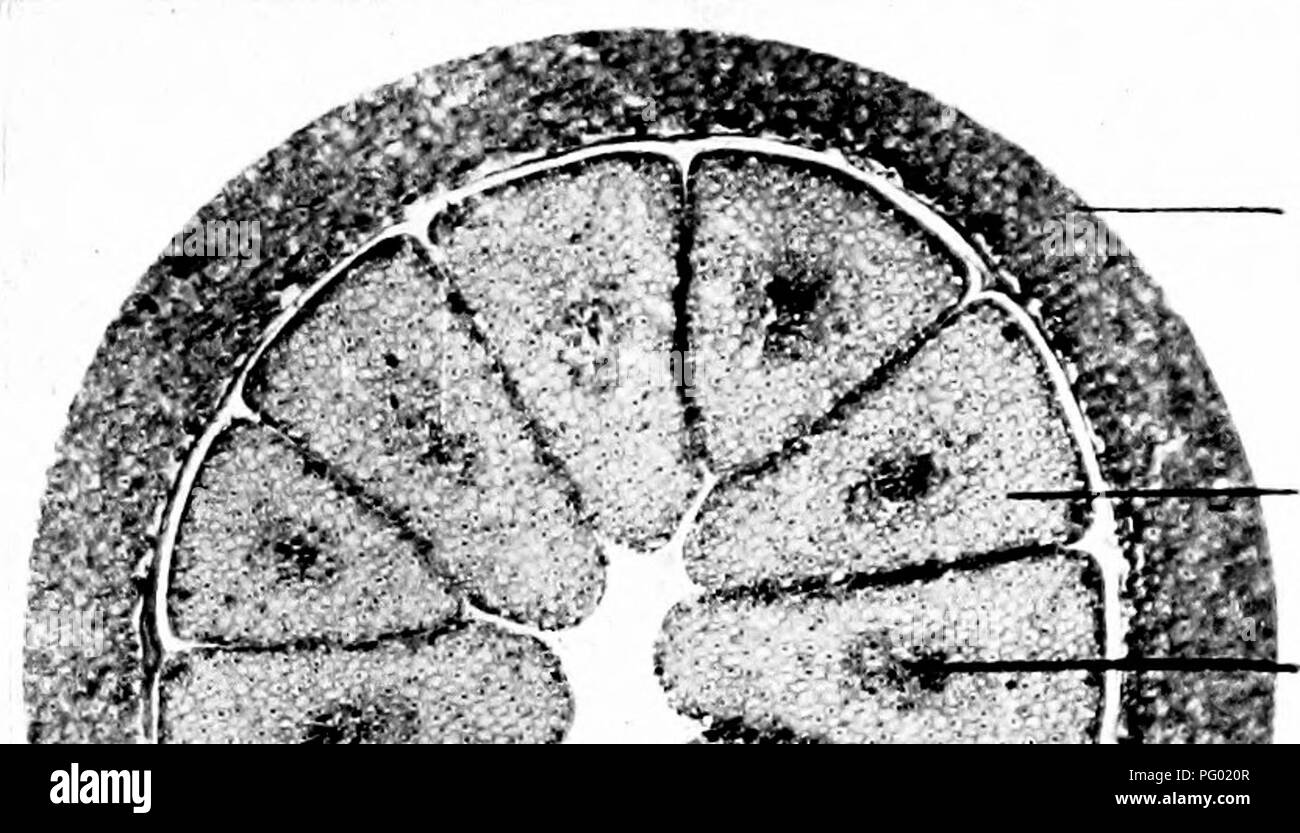 . Photomicrographs of botanical studies. Photomicrography. Photoinici'tii^raphs of Botanical Studies. 43 64.—T.S. Mature Ovule, &quot; Pinus sp.,&quot; Pine Tree.. Wall of ovule. J&lt;^ Developing leaves. Vascular bundle of leaf. 65. -T.S. Stem (Timber), &quot;Pinus sylvestris,&quot; Common Pine.. Please note that these images are extracted from scanned page images that may have been digitally enhanced for readability - coloration and appearance of these illustrations may not perfectly resemble the original work.. Flatters, Milborne &amp; McKechnie Ltd. Manchester : Flaters, Milborne &amp; McK Stock Photo