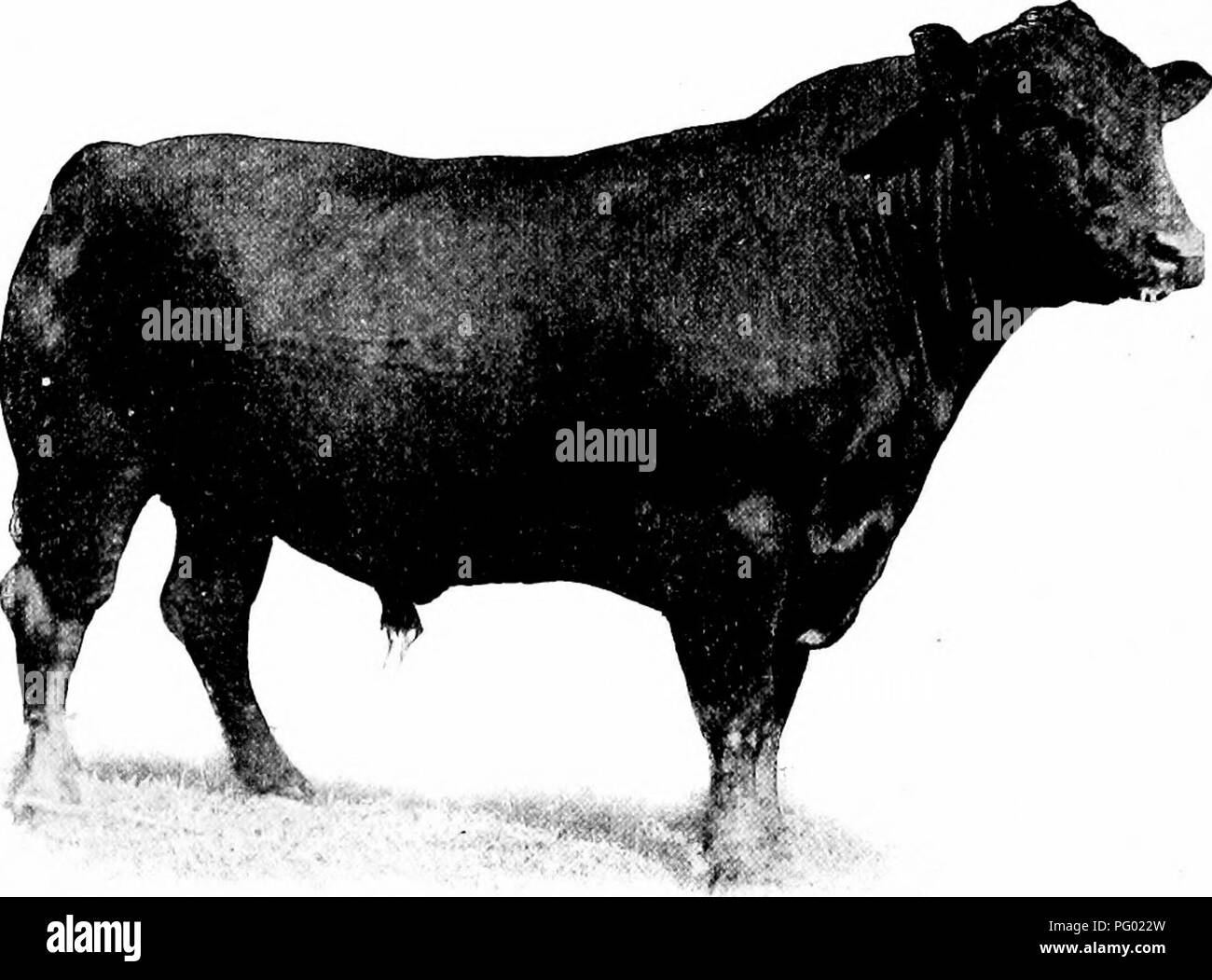 Aberdeen angus beef Black and White Stock Photos & Images - Alamy