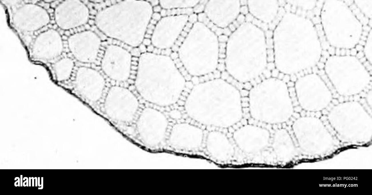 . Photomicrographs of botanical studies. Photomicrography. Plintoiiiicroi^rnphs of Botiniiciil Sfmlli s 33 44.--T.S. Stem &quot; Hippuris vulgaris,&quot; Mare's-tail (Aquatic type). ^,S  Vi Â« &quot; V Epidermis. ,'- ^ai â w^*'^v^'-^ &quot;k 'â â ^1 Cortical tissue.. Phloem of bundle. Xylem (wood). Central axis. 45, &quot;L.S. Stem, &quot;Hippuris vulgaris,&quot; Mare's-tail. Please note that these images are extracted from scanned page images that may have been digitally enhanced for readability - coloration and appearance of these illustrations may not perfectly resemble the original work. Stock Photo