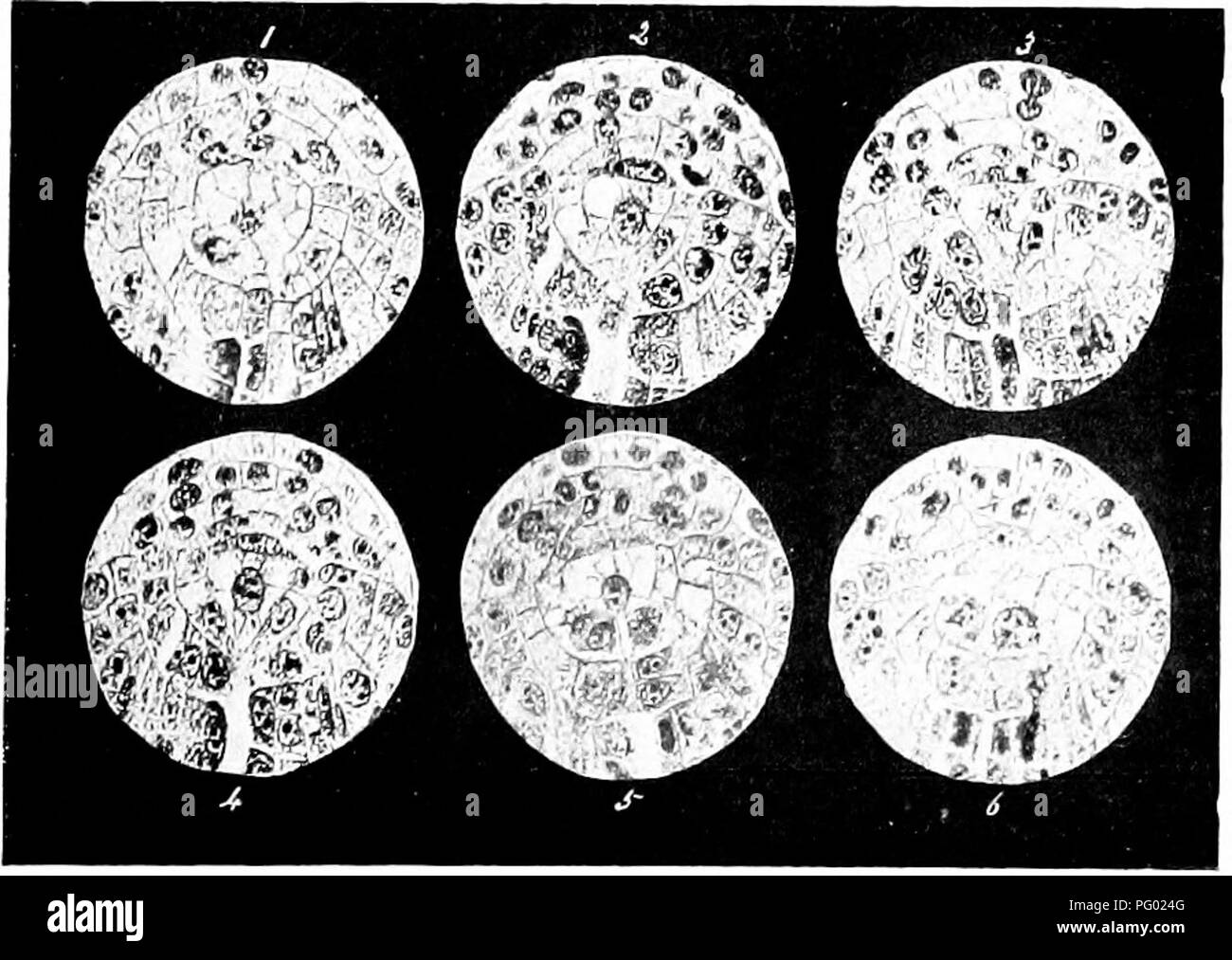 . Photomicrographs of botanical studies. Photomicrography. Sections 1-6, passing tiirough the same cell at various planes in transverse direction. 35.—L.S. of Apical-cell of Aspidium Filix-mass (Shield-fern).. Sections 1-6, passing through the same cell at various planes in longitudinal direction.. Please note that these images are extracted from scanned page images that may have been digitally enhanced for readability - coloration and appearance of these illustrations may not perfectly resemble the original work.. Flatters, Milborne &amp; McKechnie Ltd. Manchester : Flaters, Milborne &amp; Mc Stock Photo