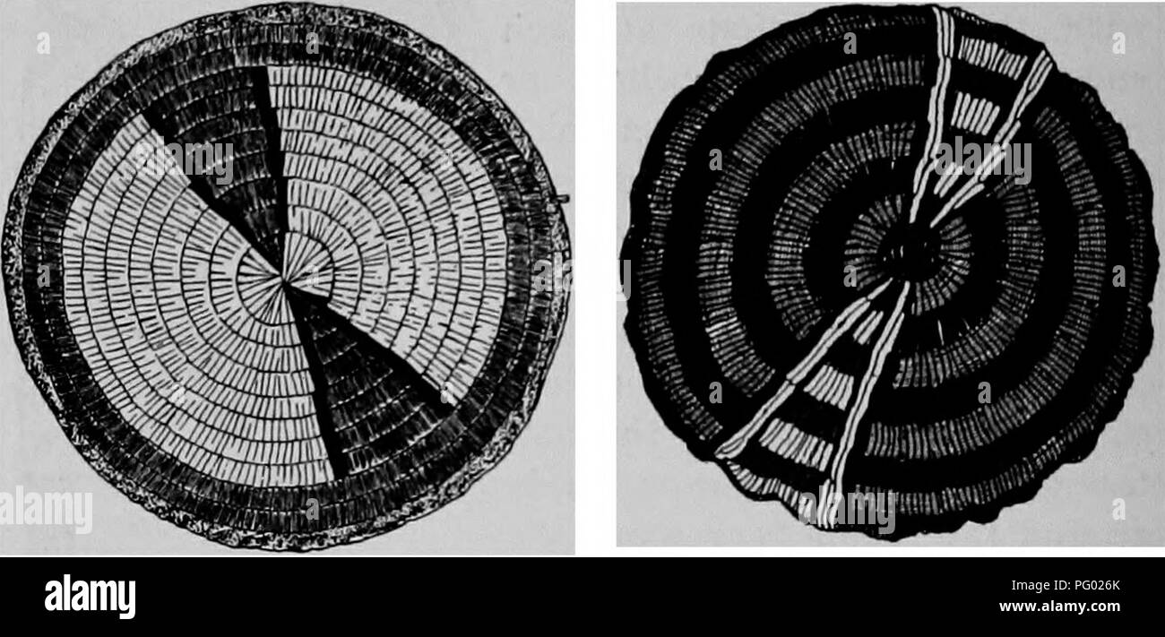 . The Arapaho. Arapaho Indians; Arapaho art; Symbolism in art; Picture-writing, Indian; Indians of North America; Indians of North America. 70 Bulletin American Museum of Natural History. [Vol. XVIII, Fig. 17 shows the tent-omament design slightly altered, and used to cover one side of a ball. Tent-ornaments are generally attached to the tent with a certain amount of ceremony. This is done by an assemblage of old women, one or more of whom are possessors of one of the seven sacred women's bags that have been referred to. The ceremonies are similar to those that have been described as taking pl Stock Photo