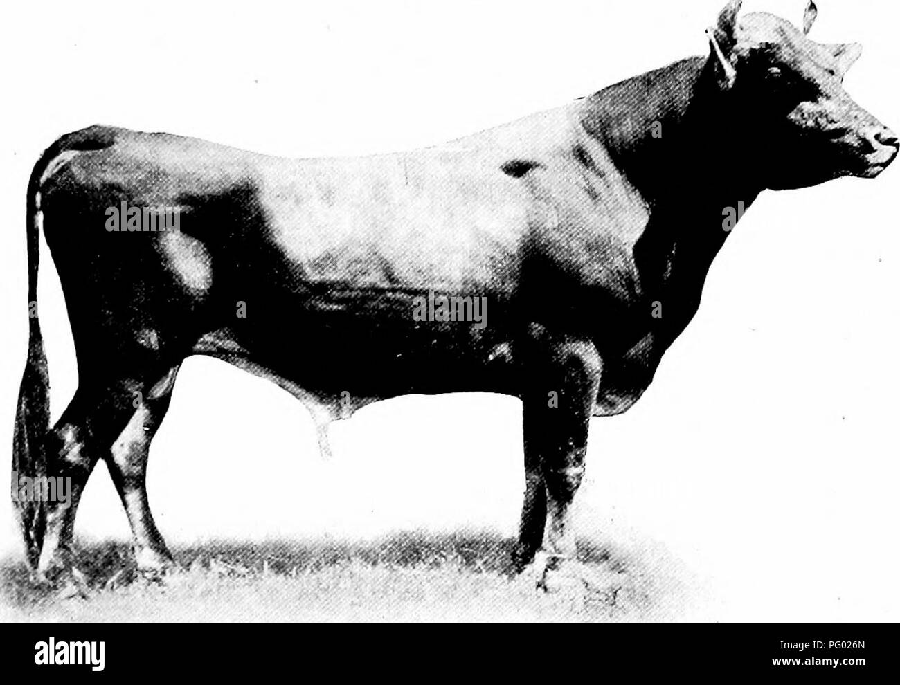 . Manual of farm animals; a practical guide to the choosing, breeding