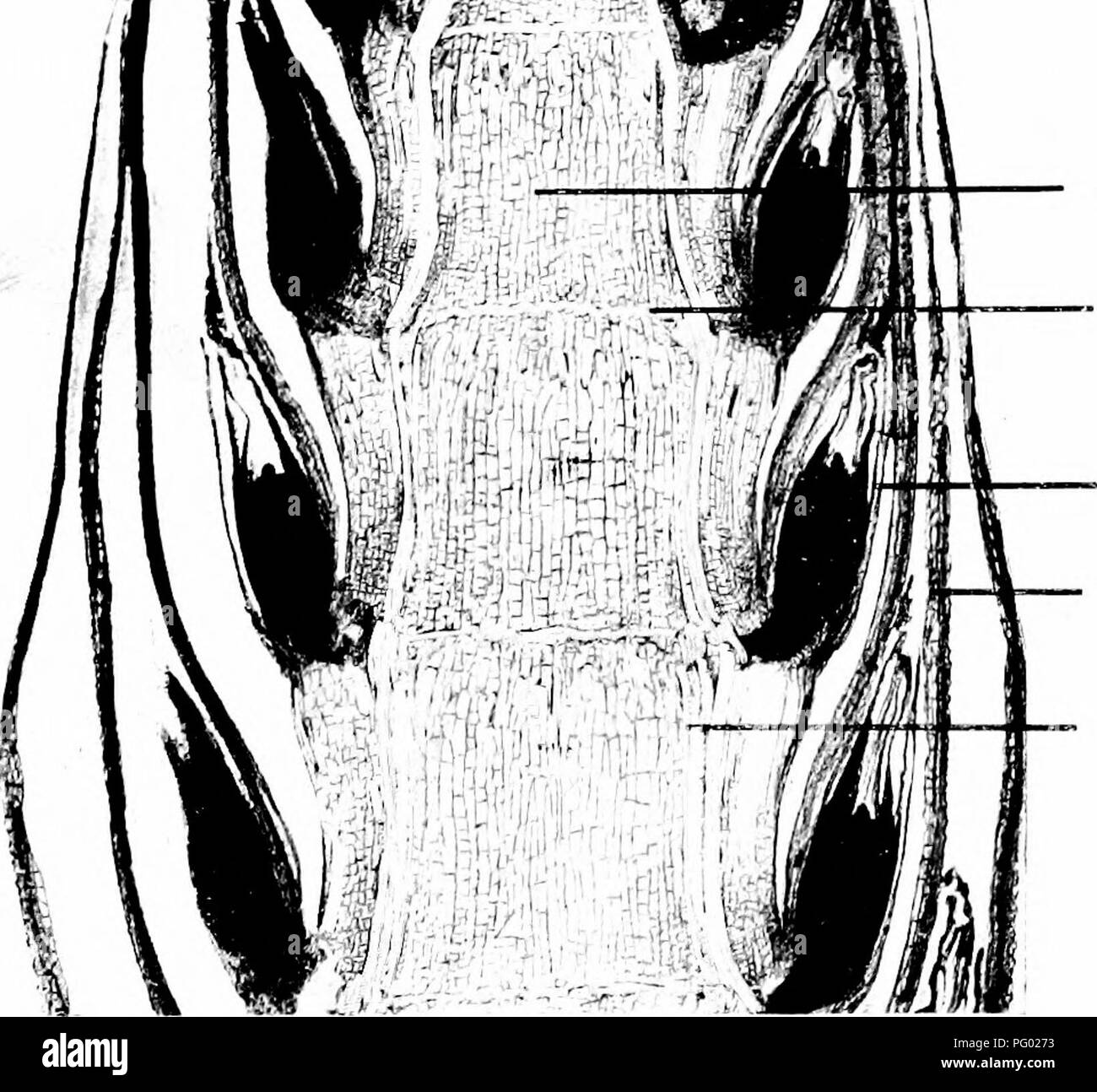 Vegetative vascular Black and White Stock Photos & Images - Alamy
