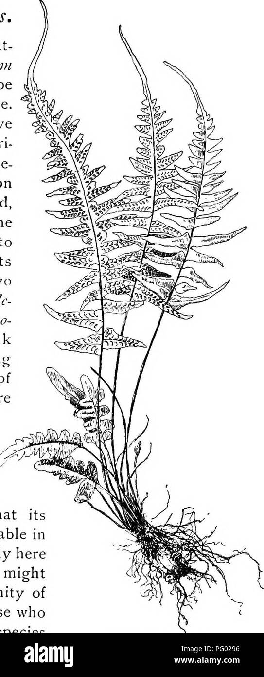. Our ferns in their haunts; a guide to all the native species. Ferns. THE ROCK SPLEENWORTS. i6q Asplenium Ebenoides. Still rarer than the pinnat- ifid spleenwort is Asplenium ebenoides. It can hardly be said to have a definite range. Here and there plants have been found over a wide terri- tory, and new stations be- yond its known distribution are occasionally reported, but in nearly every case the surroundings are such as to indicate the possibility of its being a hybrid between two more common ferns, Asple- nium ebeneum and Camptoso- rus rhizophyllus. Much ink has been wasted in arguing for Stock Photo