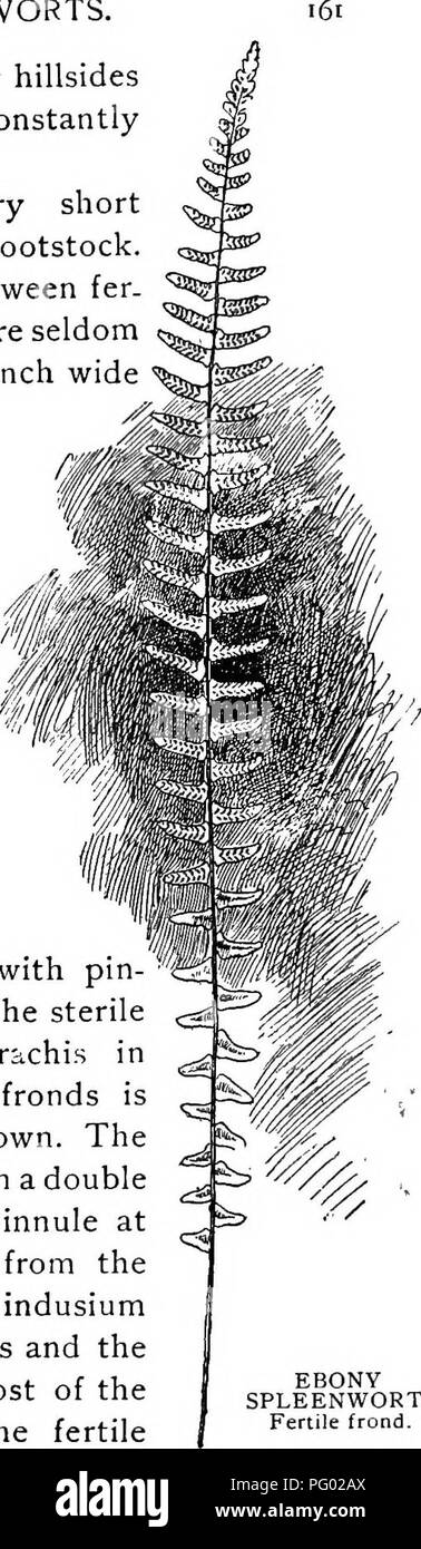 . Our ferns in their haunts; a guide to all the native species. Ferns. EBONY SPLEENWORT, Fertile frond.. Please note that these images are extracted from scanned page images that may have been digitally enhanced for readability - coloration and appearance of these illustrations may not perfectly resemble the original work.. Clute, Willard Nelson, b. 1869. New York, F. A. Stokes Co Stock Photo