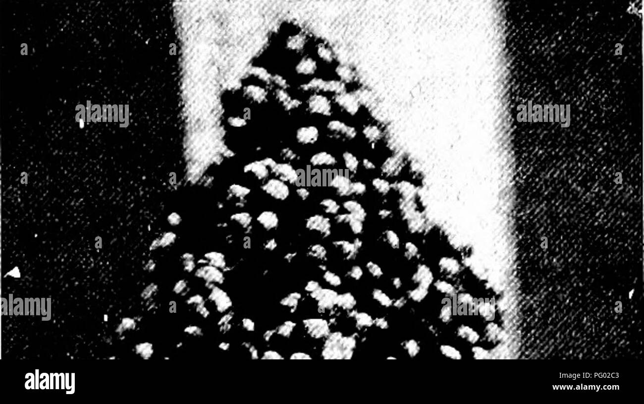 . The corn crops: a discussion of maize, kafirs, and sorghums as grown in the United States and Canada. Corn; Kafir corn; Sorghum. THE NON-SACCHARINE SORGHUMS 313. â â %Â»$*'jiÂ«^ wide range of conditions, and this plant, together with Blackhull Kafir, is the best of the sorghums for grain production. The milos, being about three weeks earher in maturing than the kafirs, have two distinct advan- tages : in Oklahoma and Texas they can be planted early and will more nearly ma- ture before the severe midsummer drought; also, they may be grown farther north and at higher alti- tudes. 240. Shallu.â Stock Photo