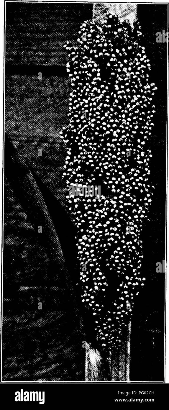 This resource examines the cultivation of maize, kafir corn, and sorghums in North America, particularly focusing on the non-saccharine varieties such as Milo. It discusses the widespread use of Milo and other varieties in the late 19th and early 20th centuries, especially for regions like southwestern Nebraska. Stock Photo