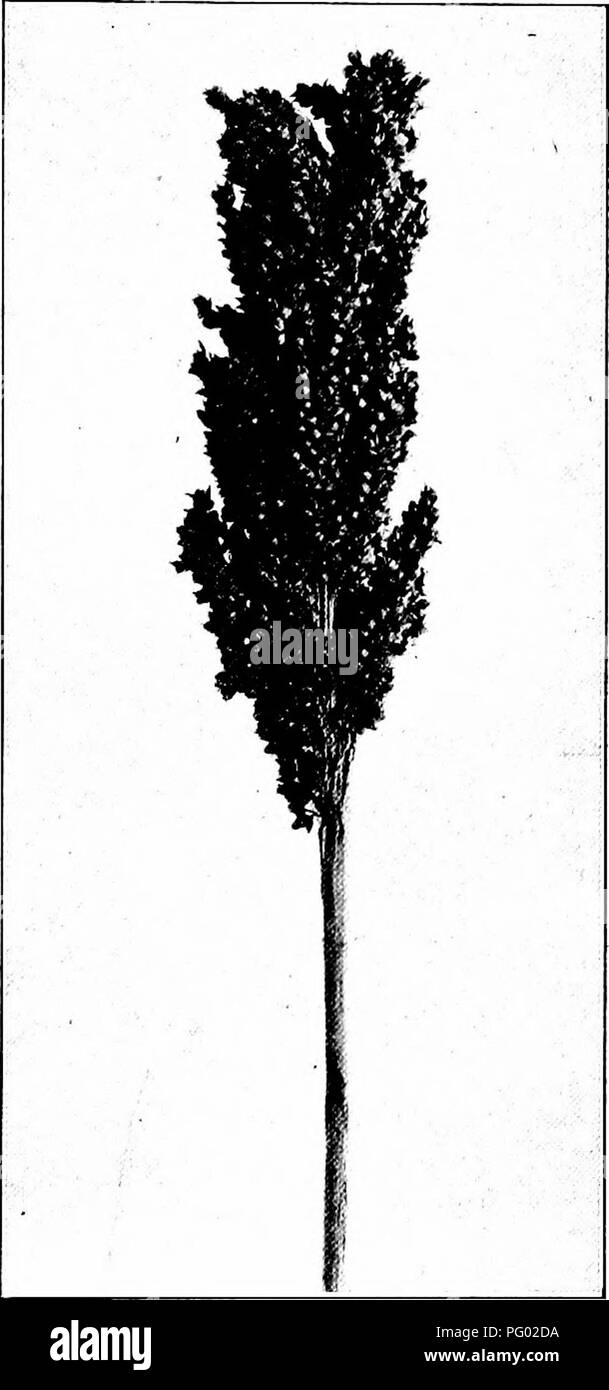 . The corn crops: a discussion of maize, kafirs, and sorghums as grown in the United States and Canada. Corn; Kafir corn; Sorghum. THE SACCHARINE SOBGHUMS 299 and the plant is more leafy. The variety name refers to the deep orange color of the ripe heads. This variety is excellent for sirup pro- duction and it makes a heavy yield of for- age, especially on good land. However, for cured forage farmers object somewhat to heavy stalks, as they are more difficult to handle and cure. Orange sorghum is second in popularity to Amber and is grown principally from Kan- sas southward. Collier and Colema Stock Photo
