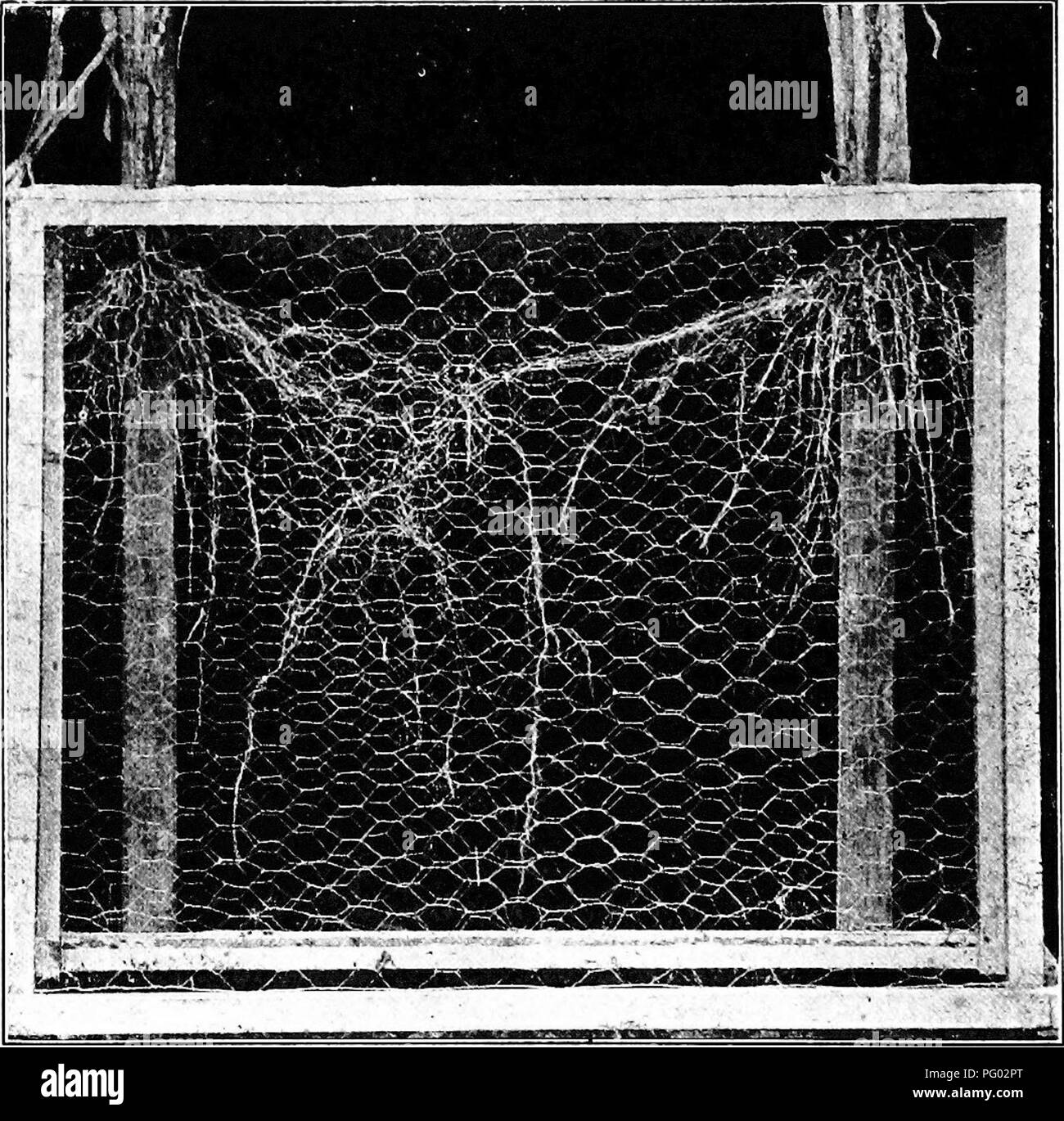 Fodder root crops hi-res stock photography and images - Alamy