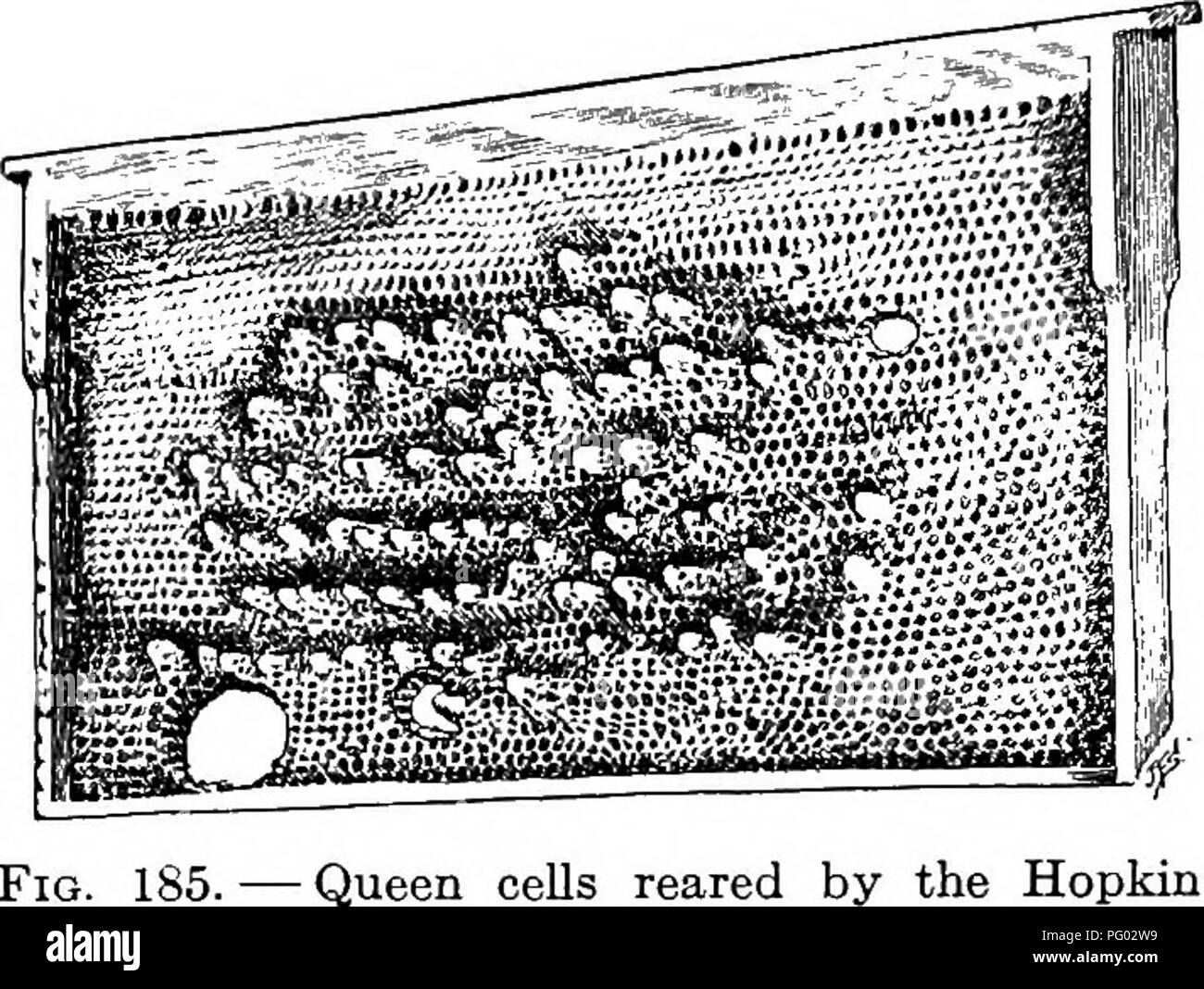 . Beekeeping; a discussion of the life of the honeybee and of the production of honey. Bees; Honey. The Rearing of Queens 421 moved. The workers remodel the cells which contain the eggs, making them into queen cells. The Hopkins method. — Another method has recently been recommended by Hopkins' for getting queen cells in quan- tity. A new comb is given to a breeding queen to be filled with eggs, after which it is removed, and with a sharp knife three out of every four rows of cells across the comb are cut away to the midrib, leaving every fourth row intact. Two of every three eggs are then des Stock Photo