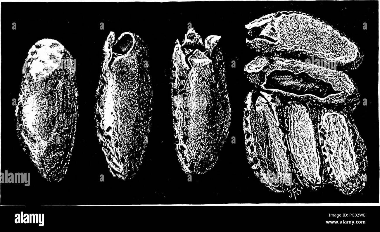 . Beekeeping; a discussion of the life of the honeybee and of the production of honey. Bees; Honey. Fig. 176. — Pupa of wax-moth.. Fig. 177. — Cocoons of wax-moth. 1 Paddock, F. B., 1913. The life history and control of the bee-moth or wax-moth. In Bulletin 158 &quot;Investigations pertaining to Texas beekeepr ing.&quot; Texas Agrio. Exp. Station.. Please note that these images are extracted from scanned page images that may have been digitally enhanced for readability - coloration and appearance of these illustrations may not perfectly resemble the original work.. Phillips, Everett Franklin,  Stock Photo