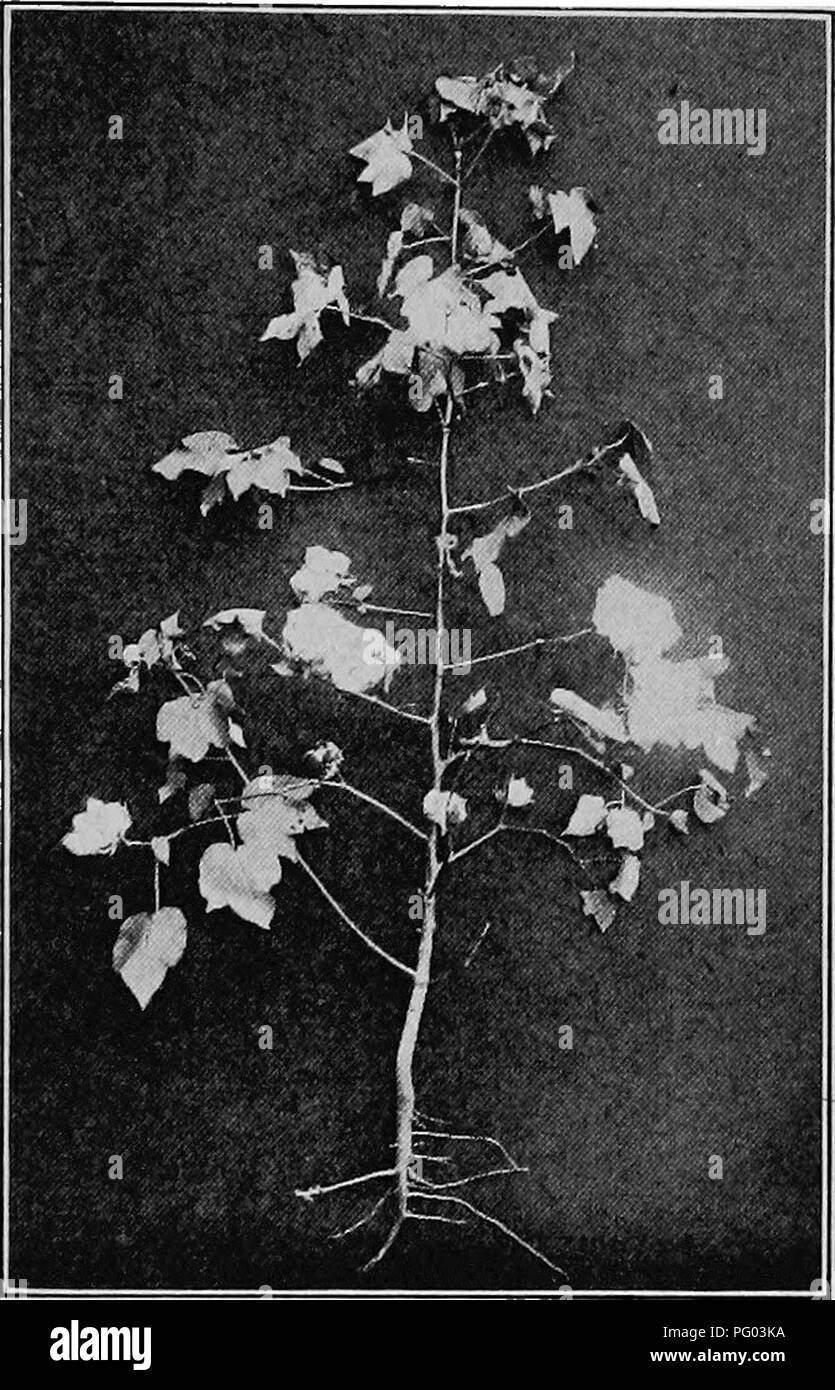 Field crops for the cotton-belt 