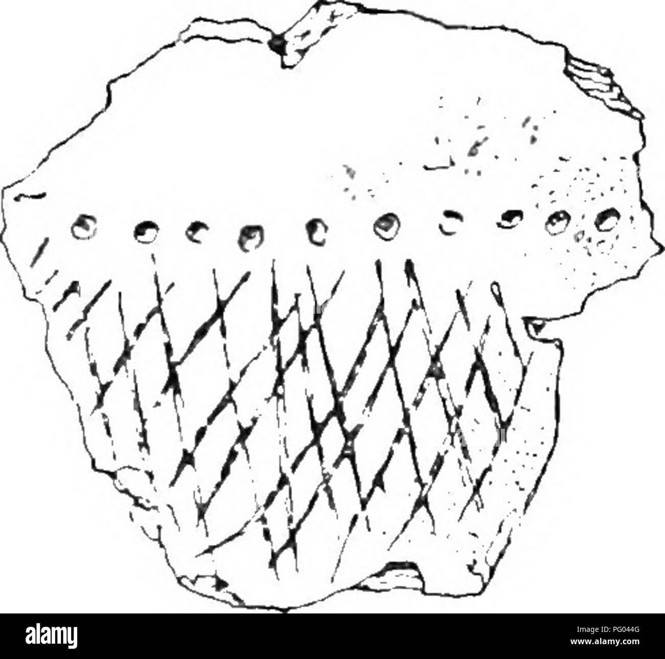 Patterns on cinerary urns from Darwen suggest the existence of burial ...