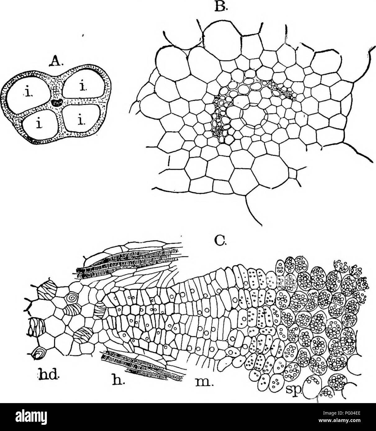 . The structure and development of mosses and ferns (Archegoniatae). Plant morphology; Mosses; Ferns. ISOETACE^ S53 leaves continues up to about the eighth, when the  divergence is replaced successively by dition in the fully-developed sporophyte, , I, I, tV and ix, which is the con- The Adult Sporophyte (Sadebeck (p)) The structure of the mature sporophyte has been the sub- ject of repeated investigations, among the most recent being. Fig. 320.—^A, B, Isoetes echinospora. A, Section of fully developed leaf, X15: B, vascular bundle of the leaf, X about 200; C, part of a transverse section of Stock Photo