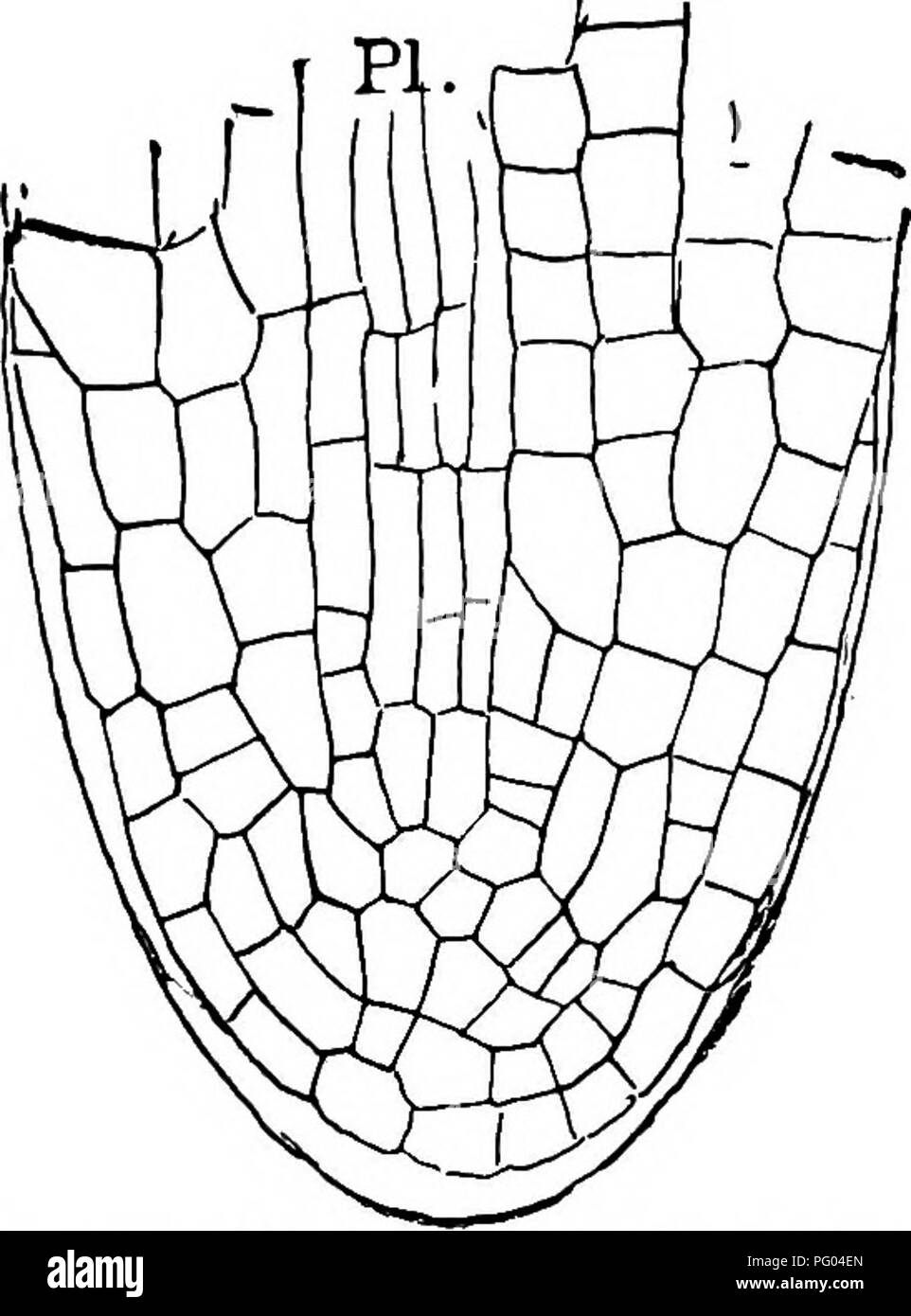 . The structure and development of mosses and ferns (Archegoniatae). Plant morphology; Mosses; Ferns. SS2 MOSSES AND FERNS CHAP. About the time that the young sporophyte breaks through the prothalhum, the second leaf begins to develop. The grow- ing point (Fig. 318, st) now lies in the groove between the base of the root and the cotyledon, and its nearly flat surface is at right angles to the axis of the latter. The second leaf (L^) arises as a slight elevation on the side of the stem directly opposite the cotyledon. From the first it is multicellular, and its growth is entirely like that of t Stock Photo