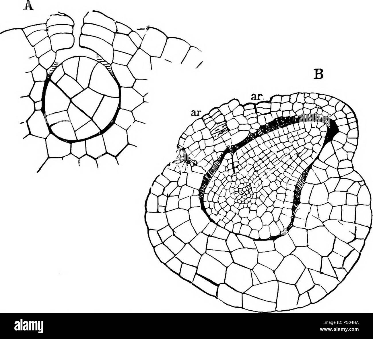 . The structure and development of mosses and ferns (Archegoniatae). Plant morphology; Mosses; Ferns. 546 MOSSES AND FERNS CHAP. but in several young embryos examined, no definite octant walls were present, at least in the upper octants, but whether this is a common occurrence would be difficult to say. The next divisions in the embryo resemble those in Marattia, and as in the latter it may be said that the young members of the embryo grow for a short time from an apical cell, inasmuch as the tetra- hedral octants at first have segments cut off parallel with the basal, quadrant, and octant wal Stock Photo
