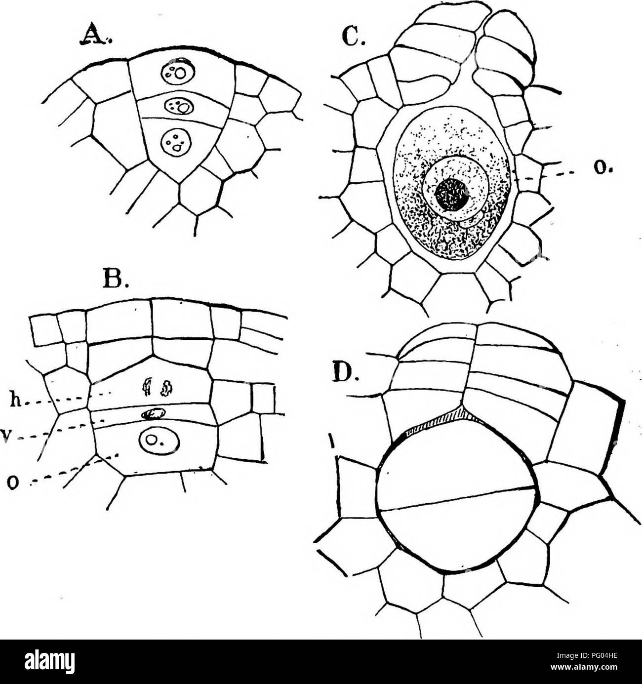 . The structure and development of mosses and ferns (Archegoniatae). Plant morphology; Mosses; Ferns. S44 MOSSES AND FERNS CHAP. than in Marattia, the neck canal cell is shorter and extends but little between the neck cells (Fig. 313, B). The e.gg is very large, round or oval in form, and the nucleus contains a large nucleolus that stains very intensely, but otherwise shows little chromatin. The receptive spot is of unusual size, and occupies about one-third of the &amp;gg. It is. Fig. 3ii.—Isoeies eehinospora var. Braunii. Development of the archegonium, X500; 0, the e^g', V, ventral canal ce Stock Photo