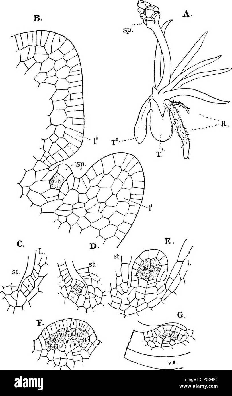 . The structure and development of mosses and ferns (Archegoniatae). Plant morphology; Mosses; Ferns. LYCOPODINE^ 501. Fig. 290.—a. Plant of Phylloglossum Drummondii, x about 3 (after Bertrand). sp. Sporangia; R, roots; !&gt;, protocorm; T^, secondary protocorm; B, longitudinal sec- tion of the young strobilus of the same, showing the initial cell (0, young leaves (/', I&quot;), and young sporangium(j/j), X240; C-E, young sporangia of Lycopodium selago, radial sections, X22S; F, tangential section of the same; G, radial section of youngs sporangium of L. clavatum (Figs. B-G after Bower).. Plea Stock Photo