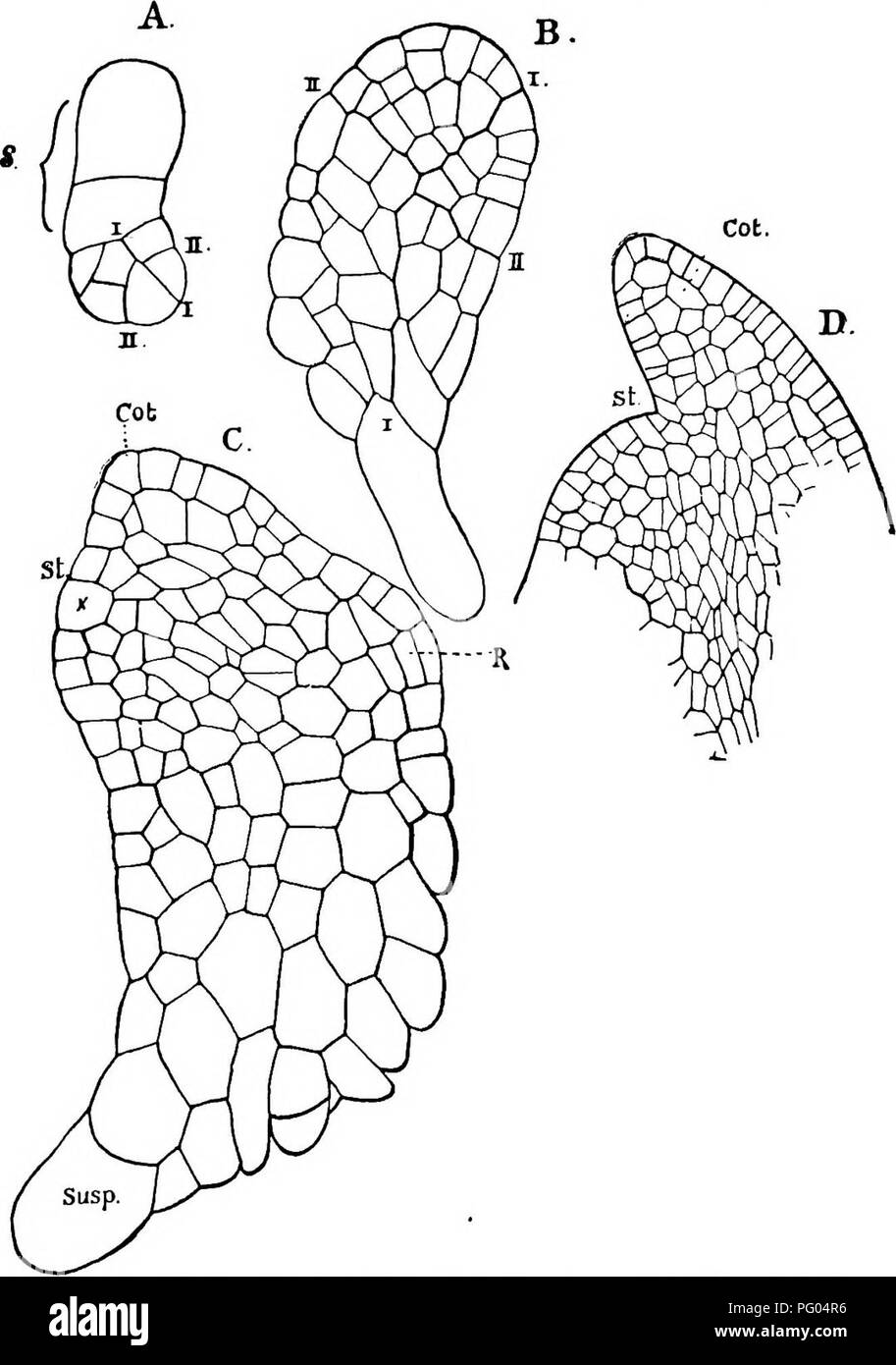. The structure and development of mosses and ferns (Archegoniatae). Plant morphology; Mosses; Ferns. XIII LYCOPODINE^ 491 species, the two lower quadrants form the foot, which here remains completely buried within the prothallium. From the upper part of the embryo is next developed what Treub calls the &quot;protocorm.&quot; This is a tuber-hke organ (Fig. 283, D,. Fig. 285.-—Embryogeny of Lycopodium phlegmaria (after Treub). st, Stem; cot, cotyledon; susp, suspensor. A, X31S; B, X235; C, X235; D, X175. pc), from which the leaves and stem apex are subsequently developed. The cotyledon arises  Stock Photo